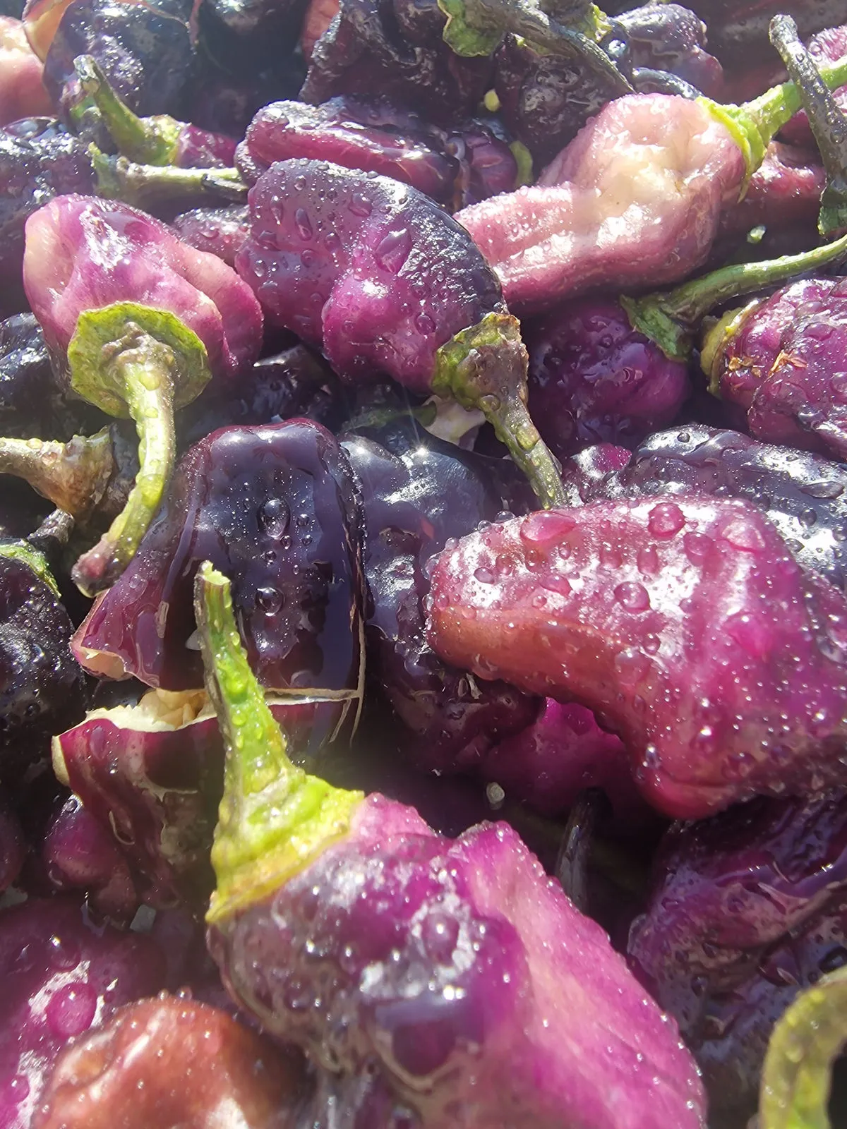 Pimenta Lisa Chilli Seeds - Image 5