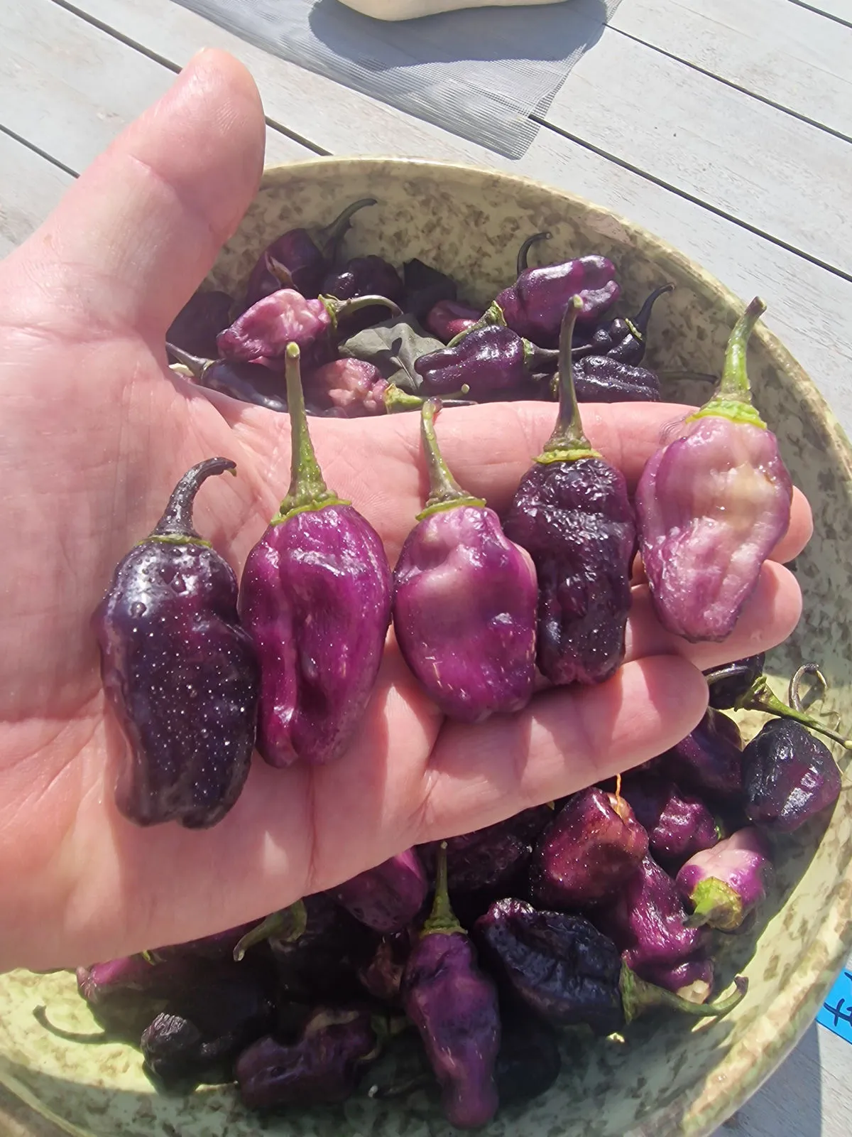 Pimenta Lisa Chilli Seeds - Image 4