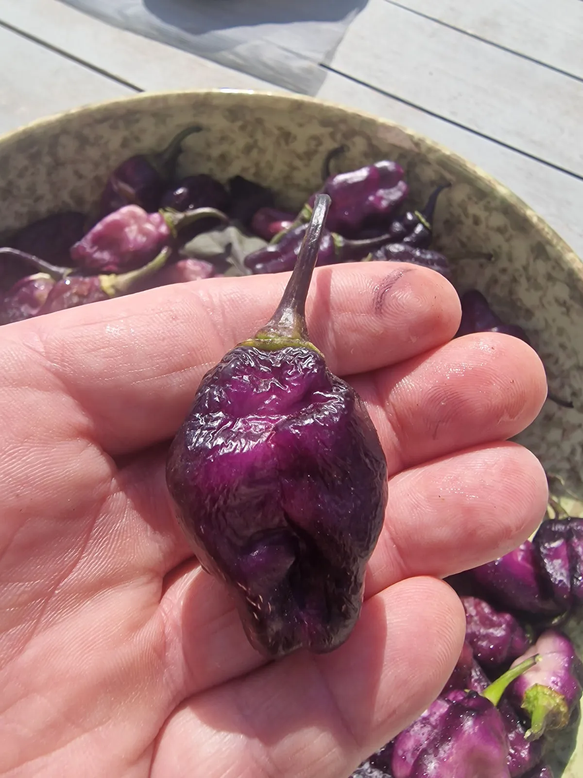 Pimenta Lisa Chilli Seeds - Image 3