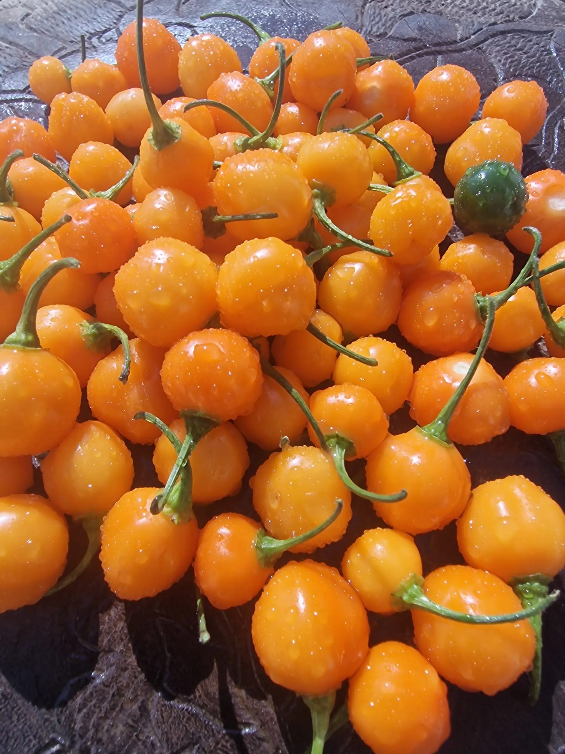 Charapon Amarillo Chilli Seeds - Image 4