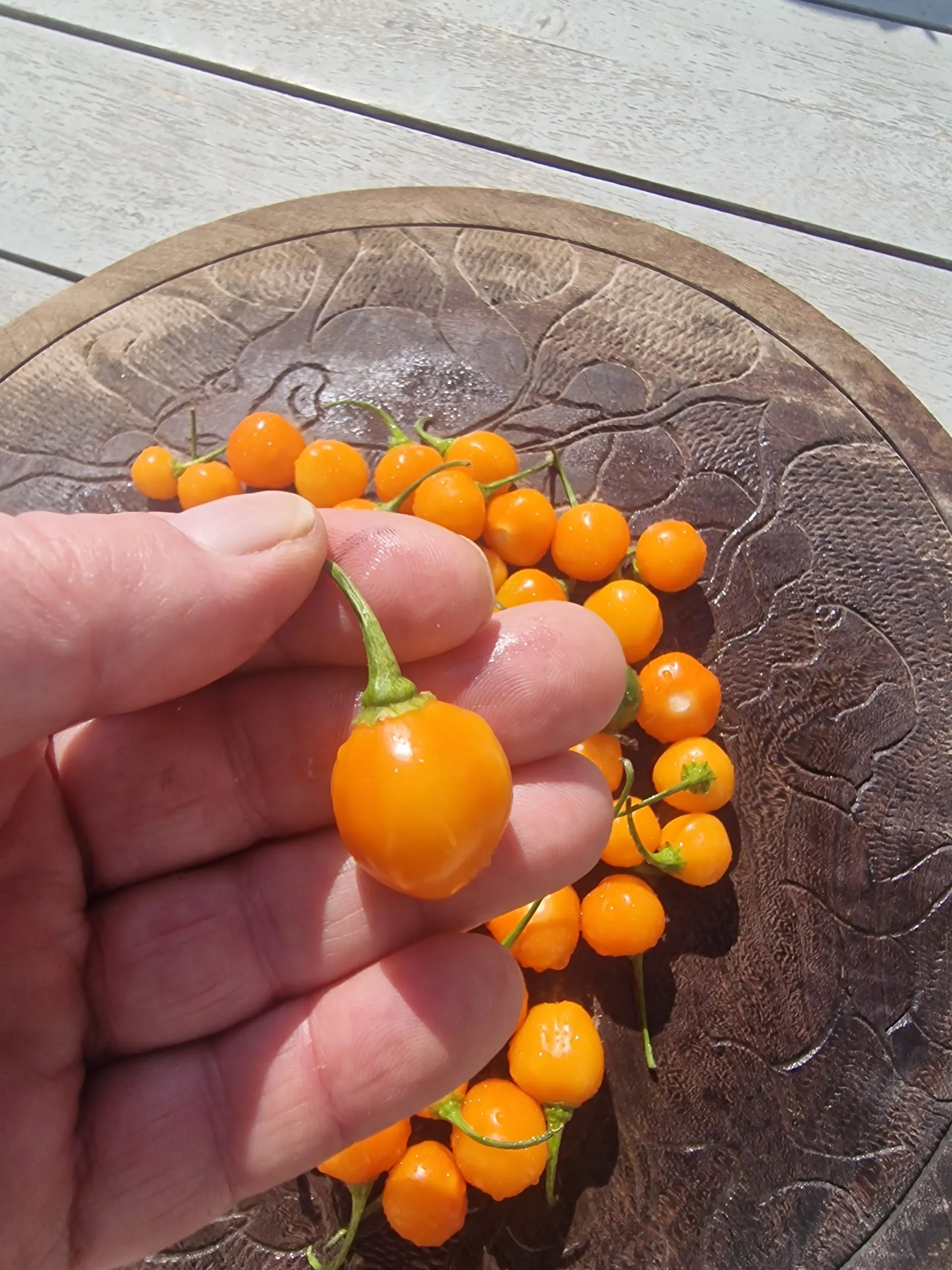 Charapon Amarillo Chilli Seeds - Image 3