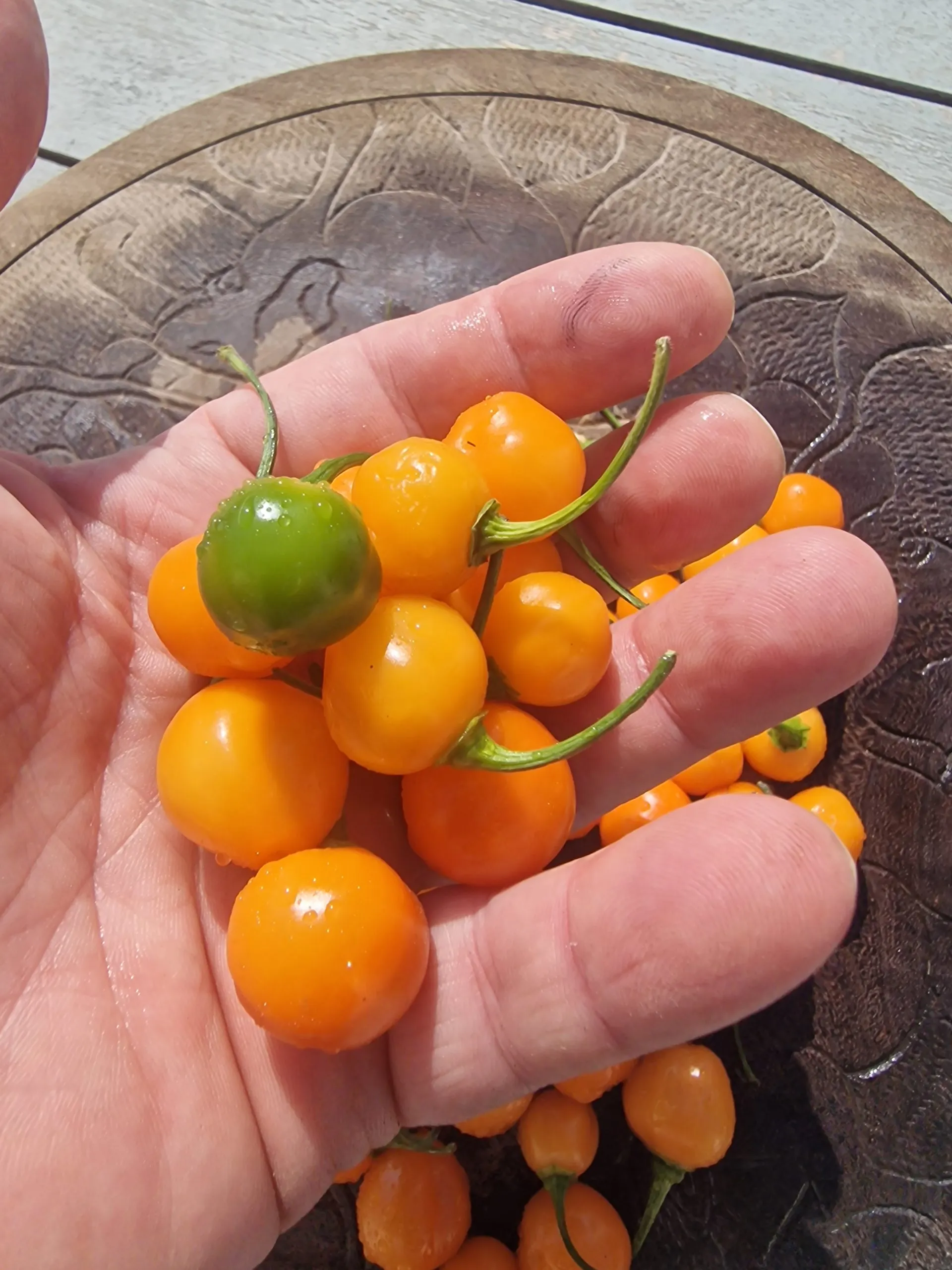 Charapón Amarillo Chilli Seeds