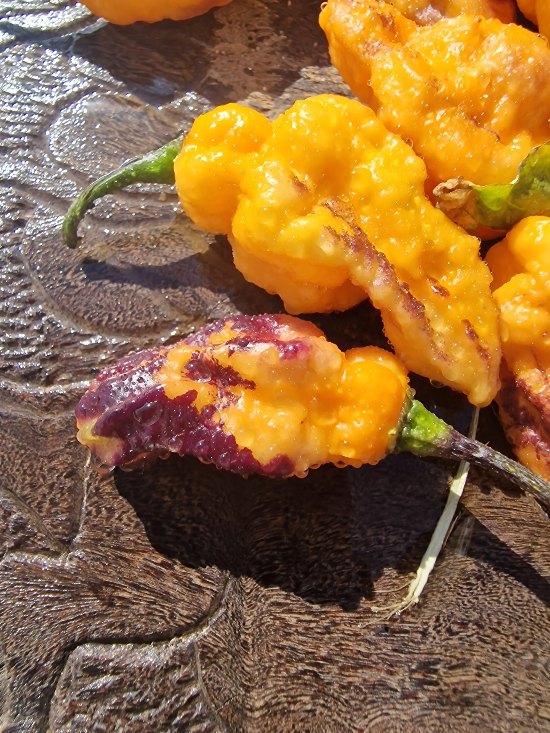 Teja Habanero Chilli Seeds - Image 3