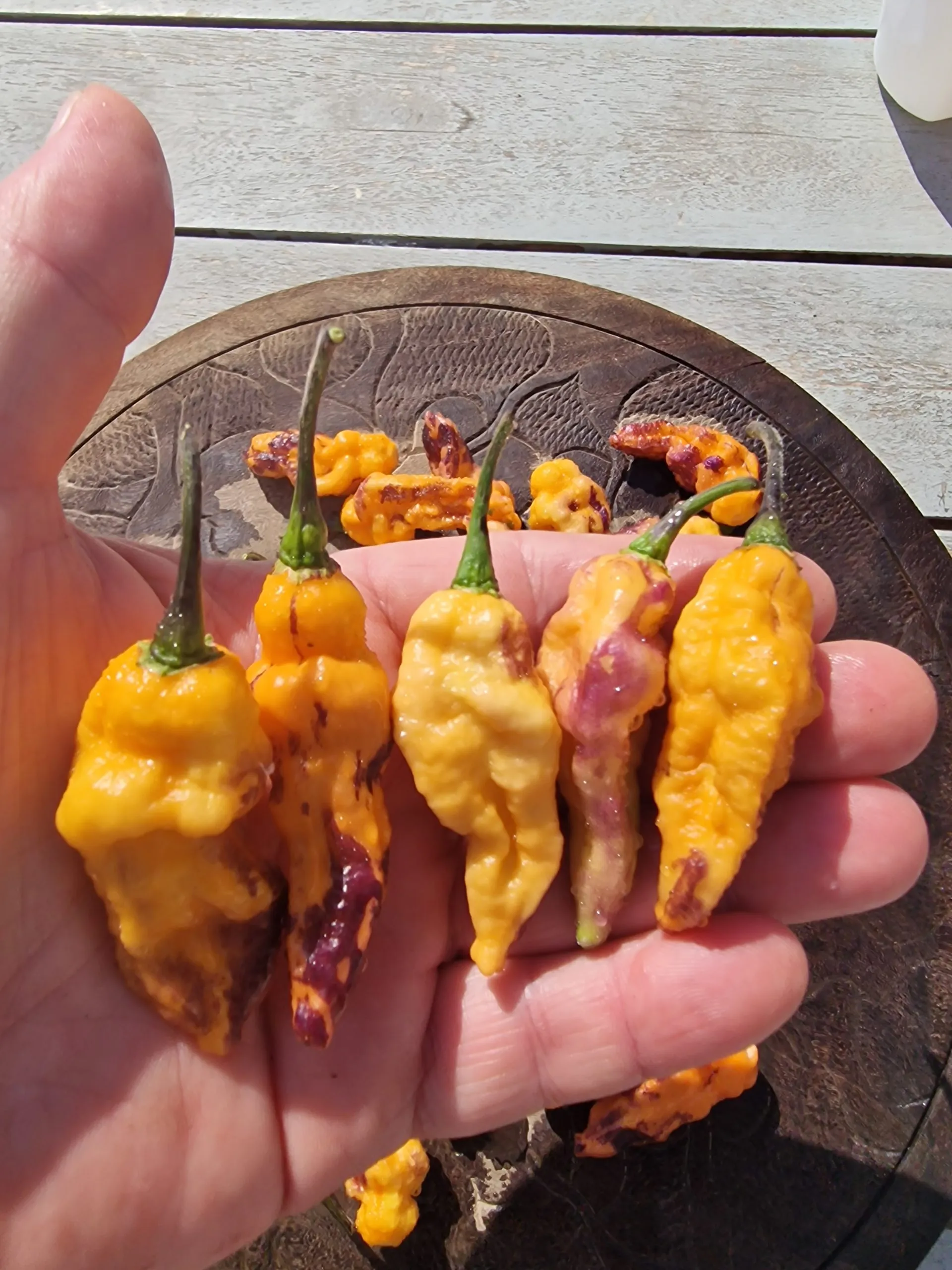 Teja Habanero Chilli Seeds - Image 2