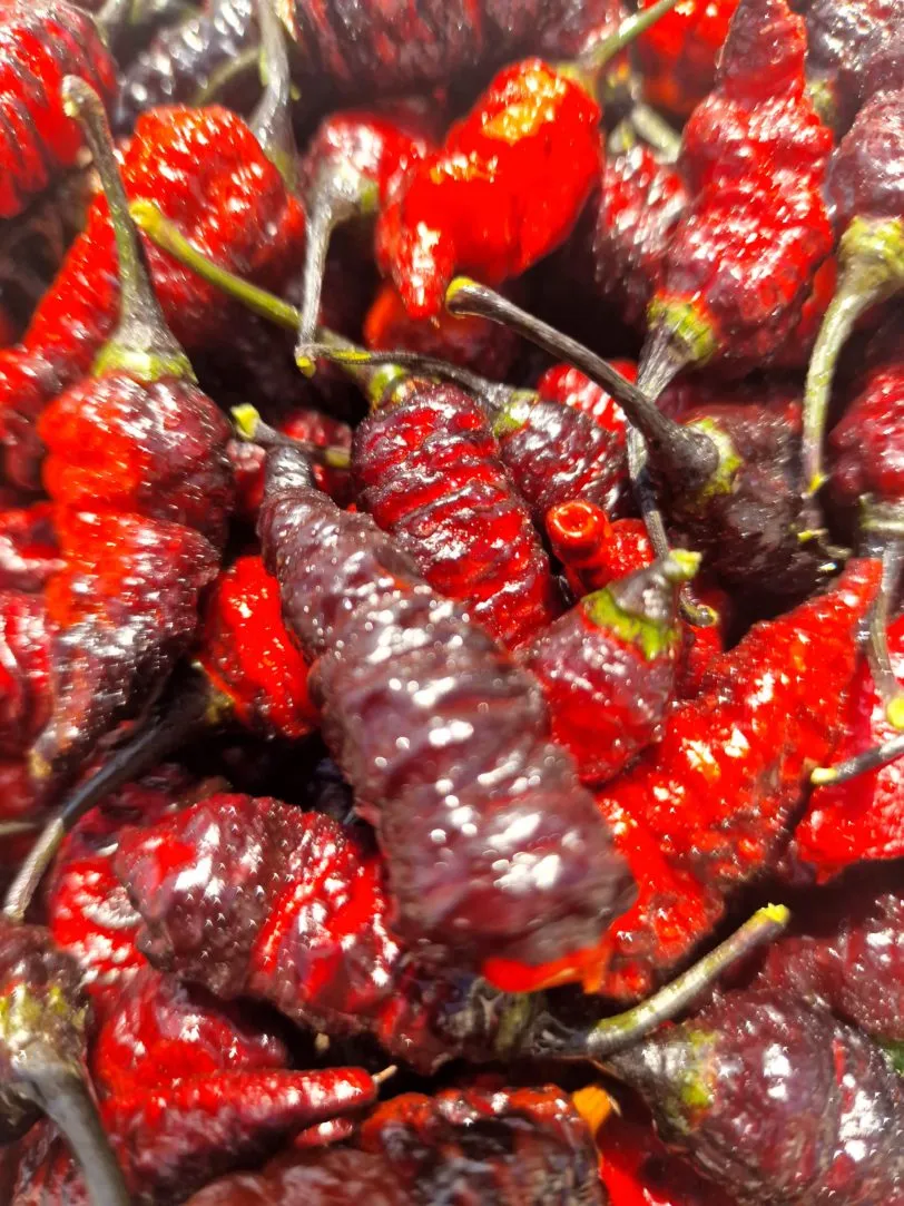 Naga Twister Black Chilli Seeds - Image 7