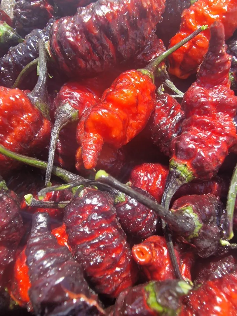 Naga Twister Black Chilli Seeds - Image 6