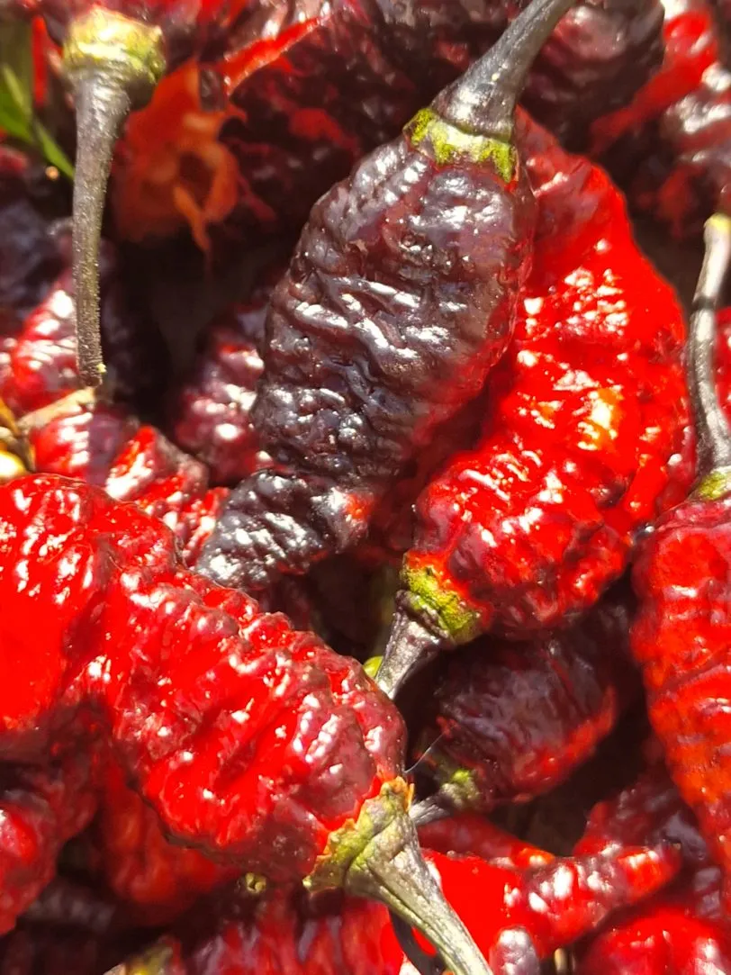 Naga Twister Black Chilli Seeds - Image 11