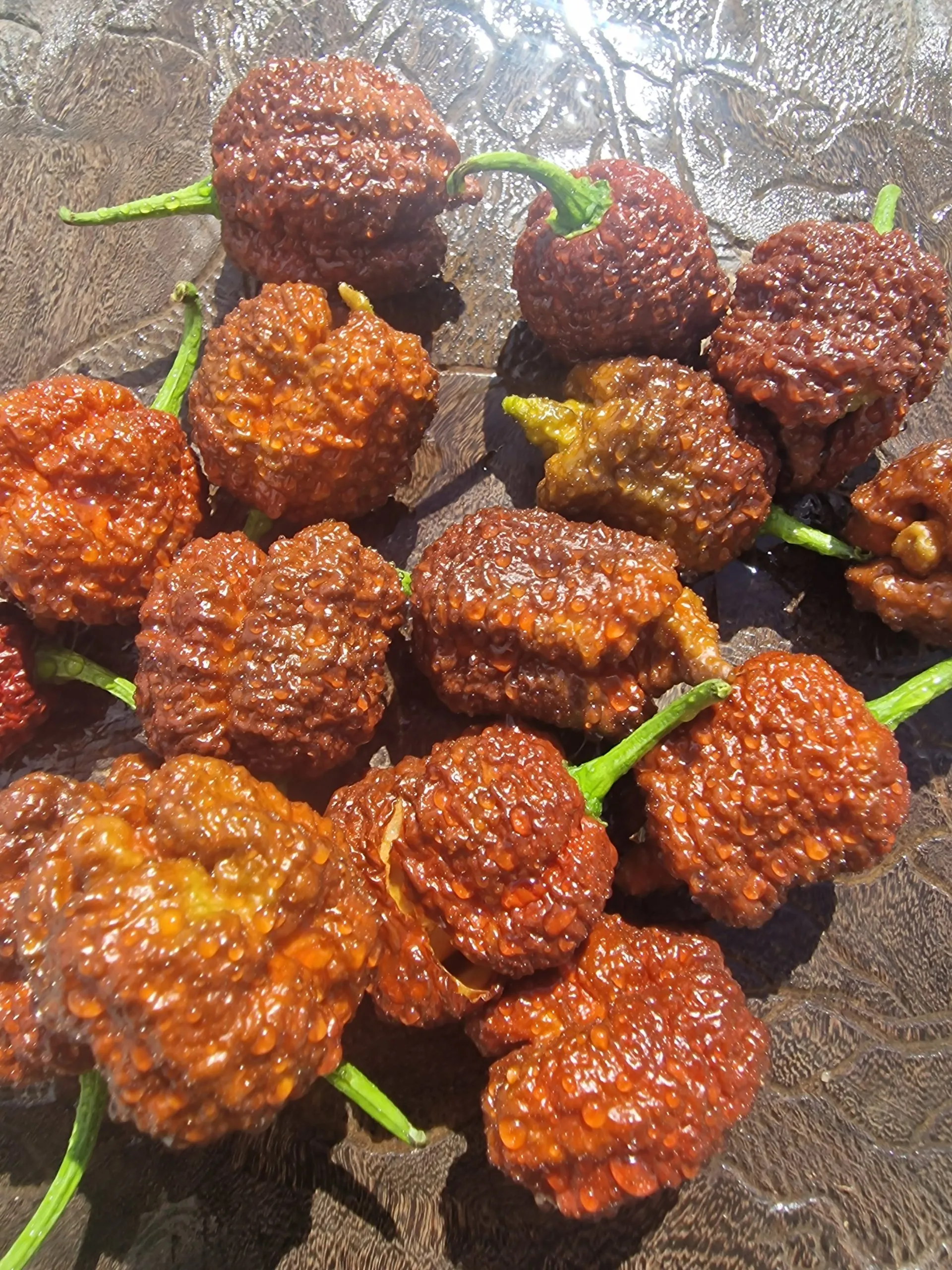 Blackbird SR-71 Chocolate Chilli Seeds - Image 4