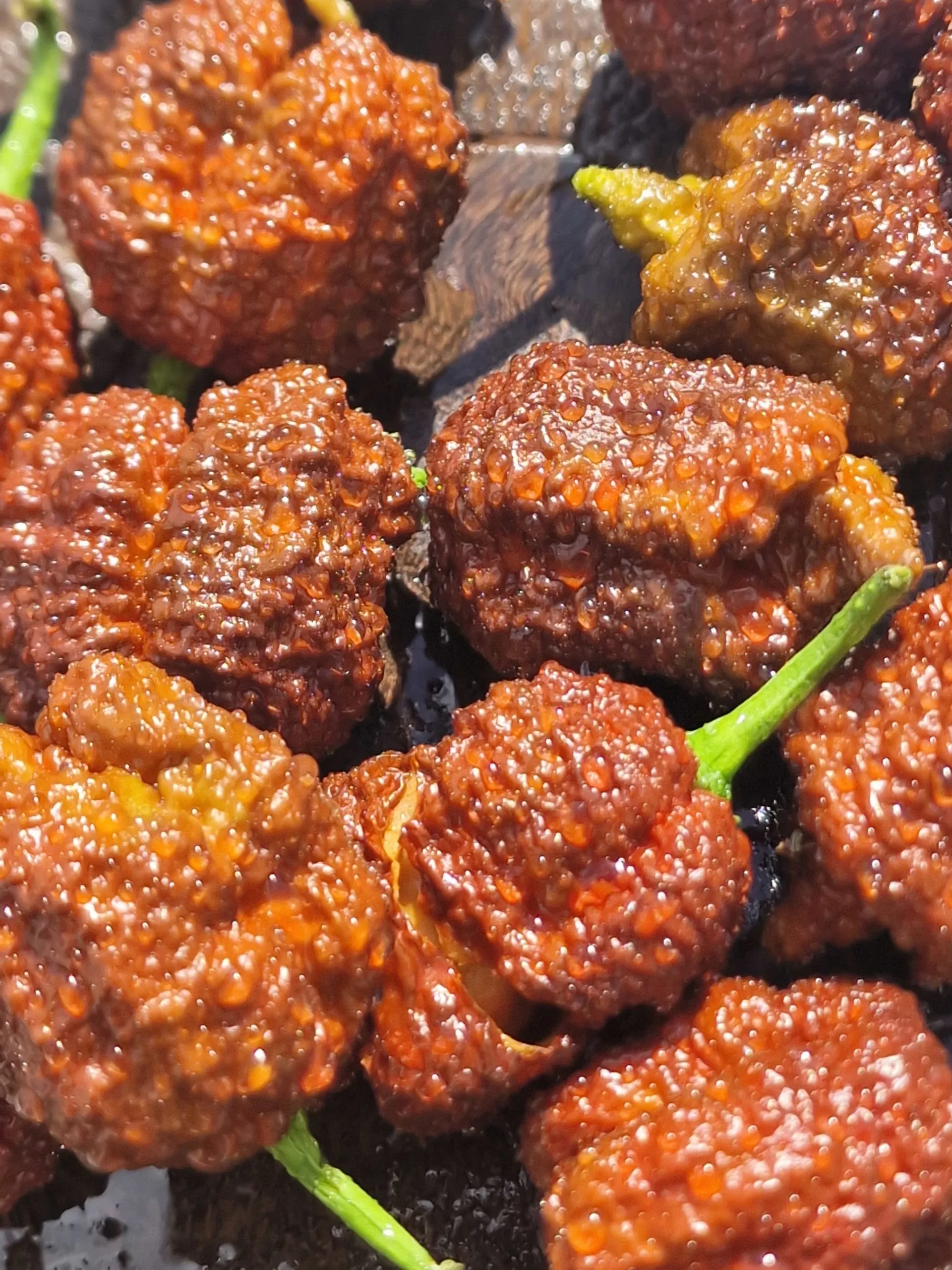 Blackbird SR-71 Chocolate Chilli Seeds - Image 5