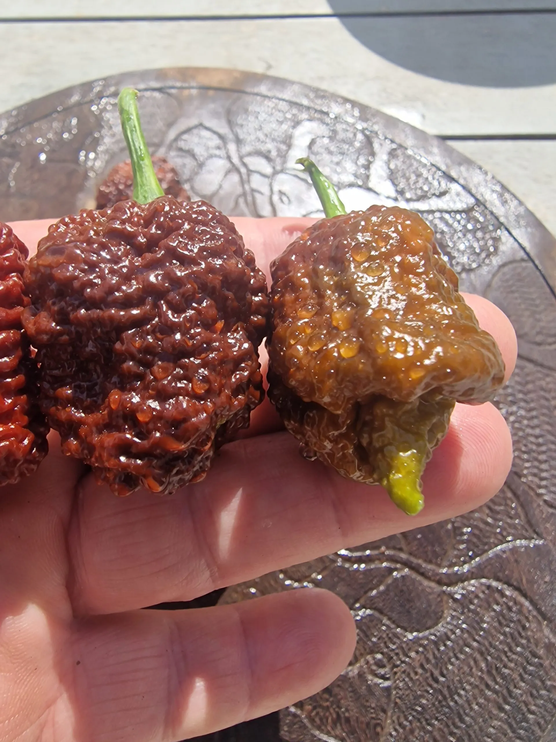 Blackbird SR-71 Chocolate Chilli Seeds