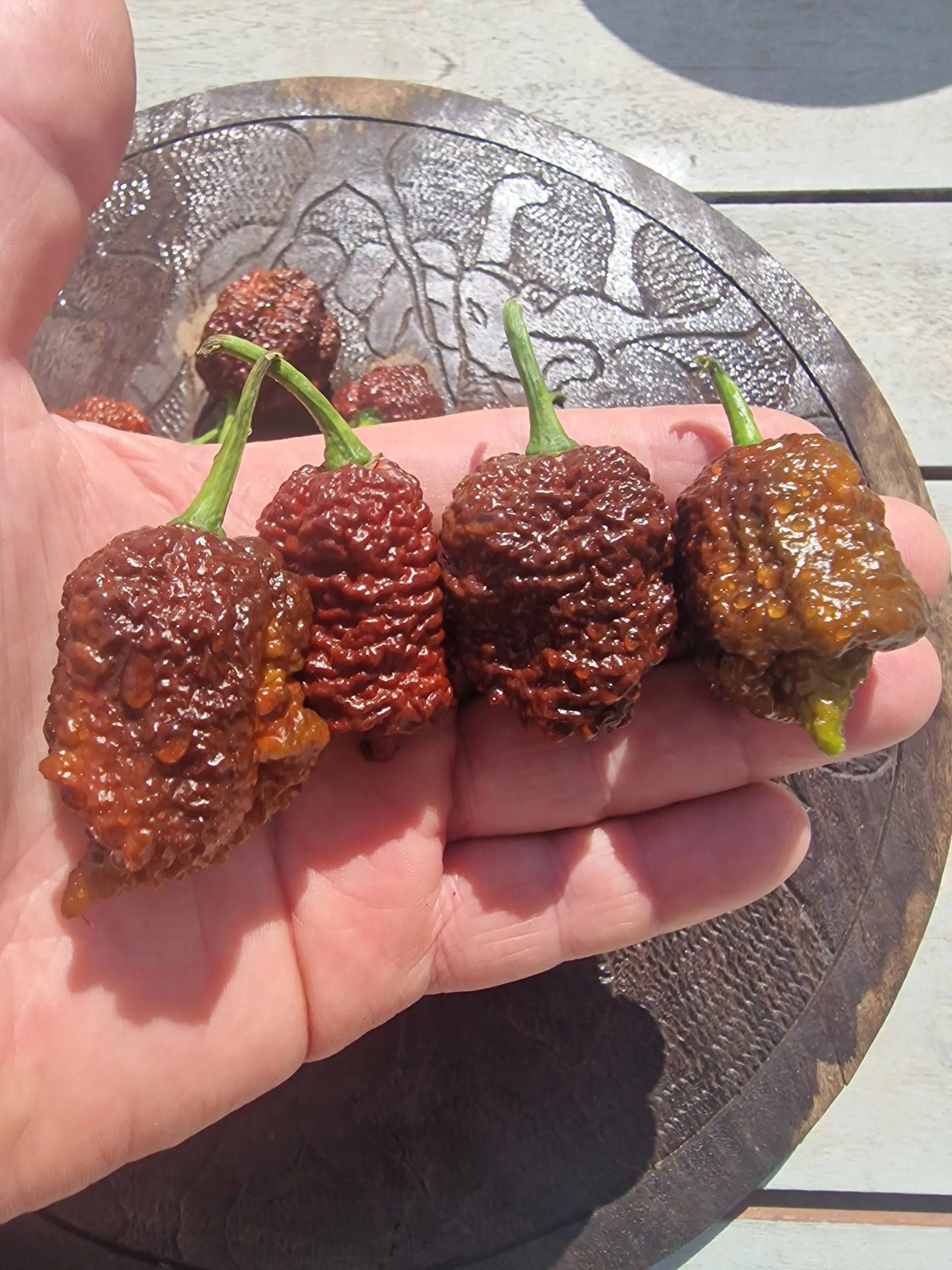 Blackbird SR-71 Chocolate Chilli Seeds - Image 2