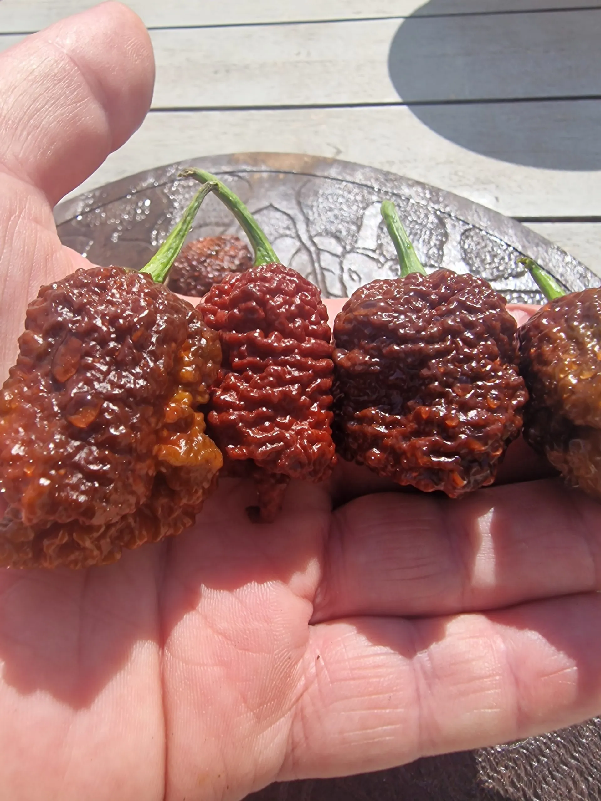 Blackbird SR-71 Chocolate Chilli Seeds - Image 3