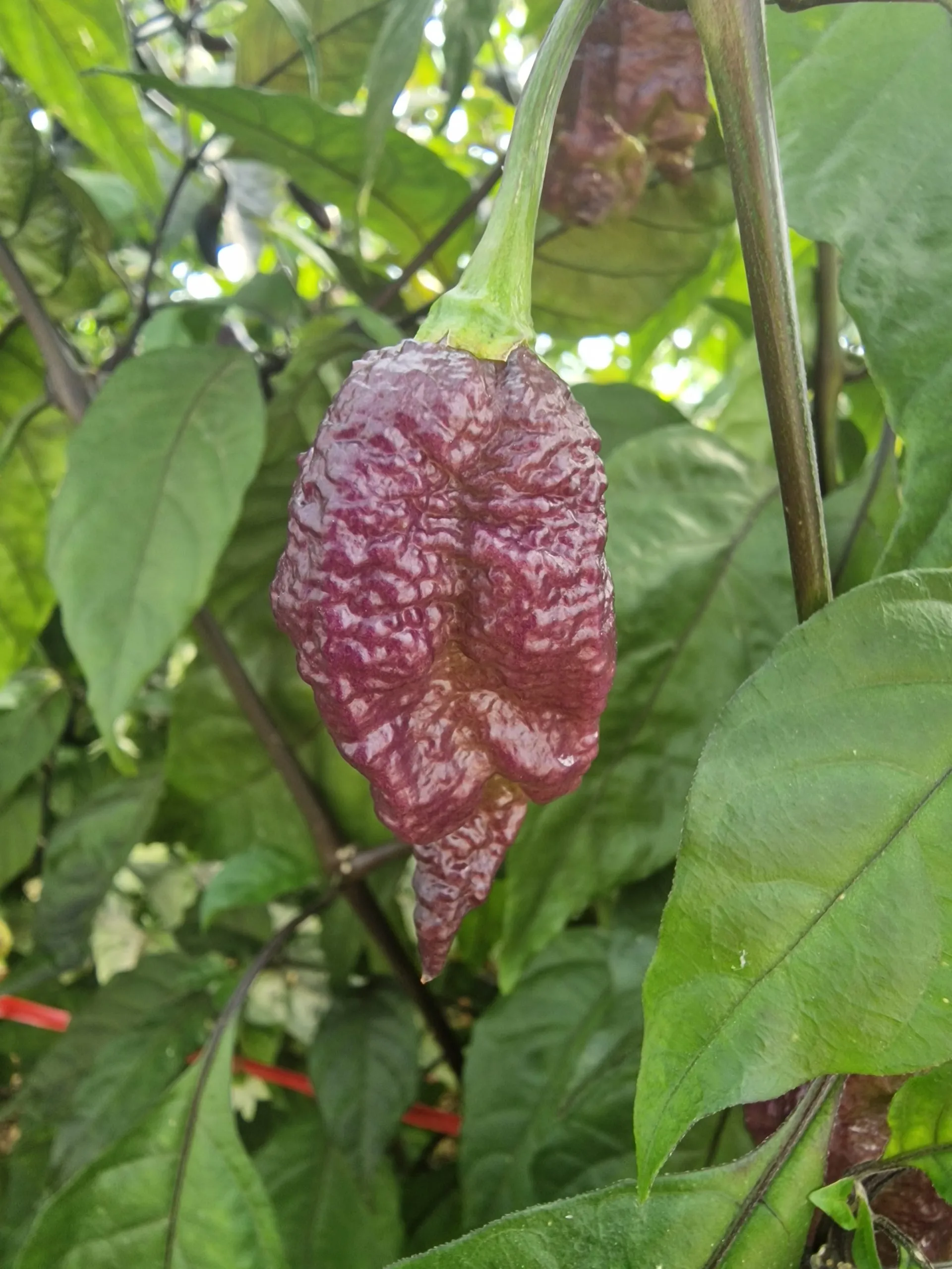 Purple Peach Reaper DS Chilli Seeds - Image 2