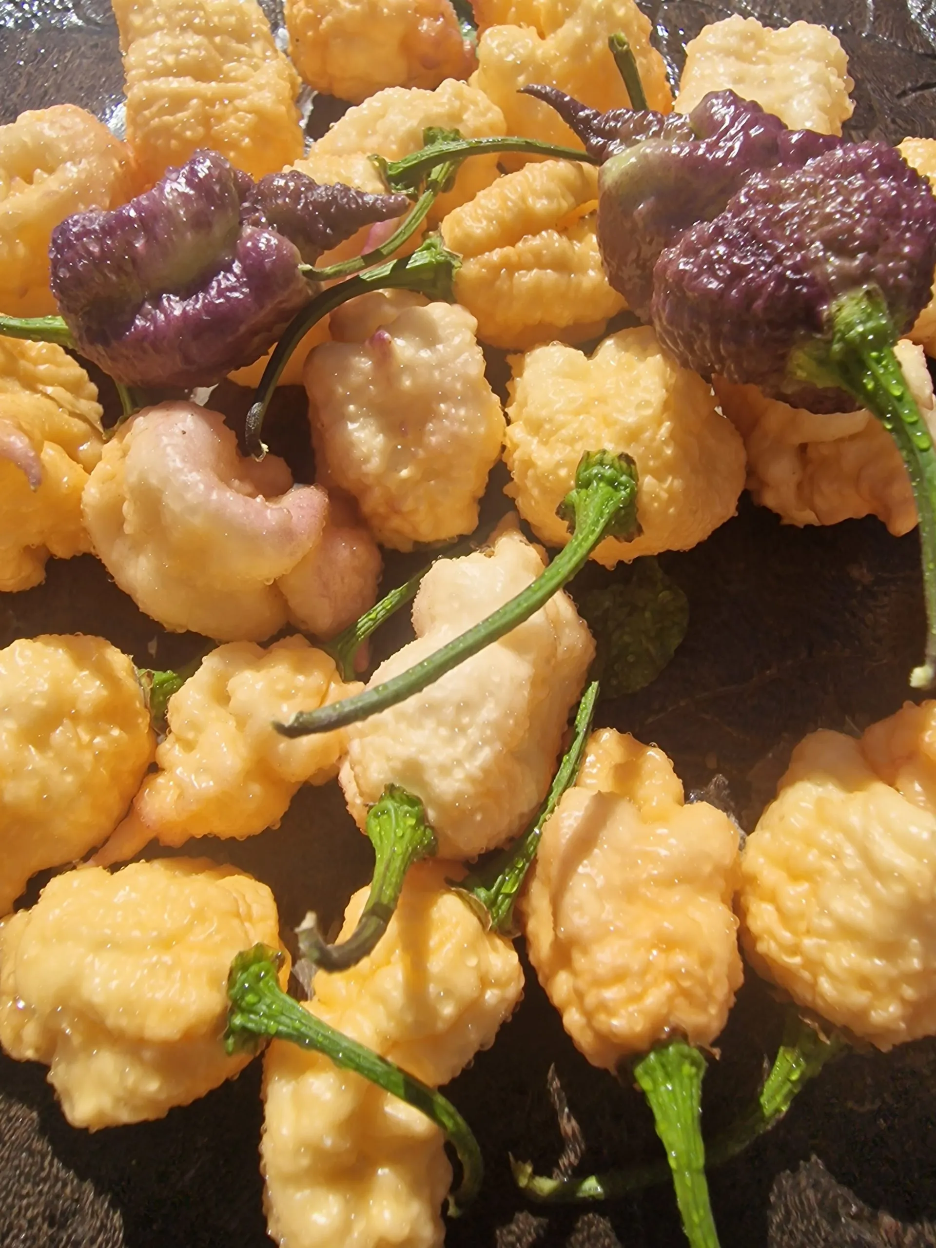 Purple Peach Reaper DS Chilli Seeds - Image 4