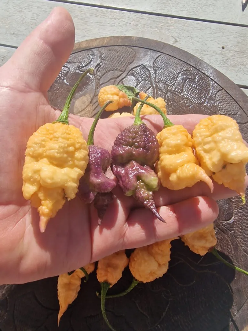 Purple Peach Reaper DS Chilli Seeds - Image 3