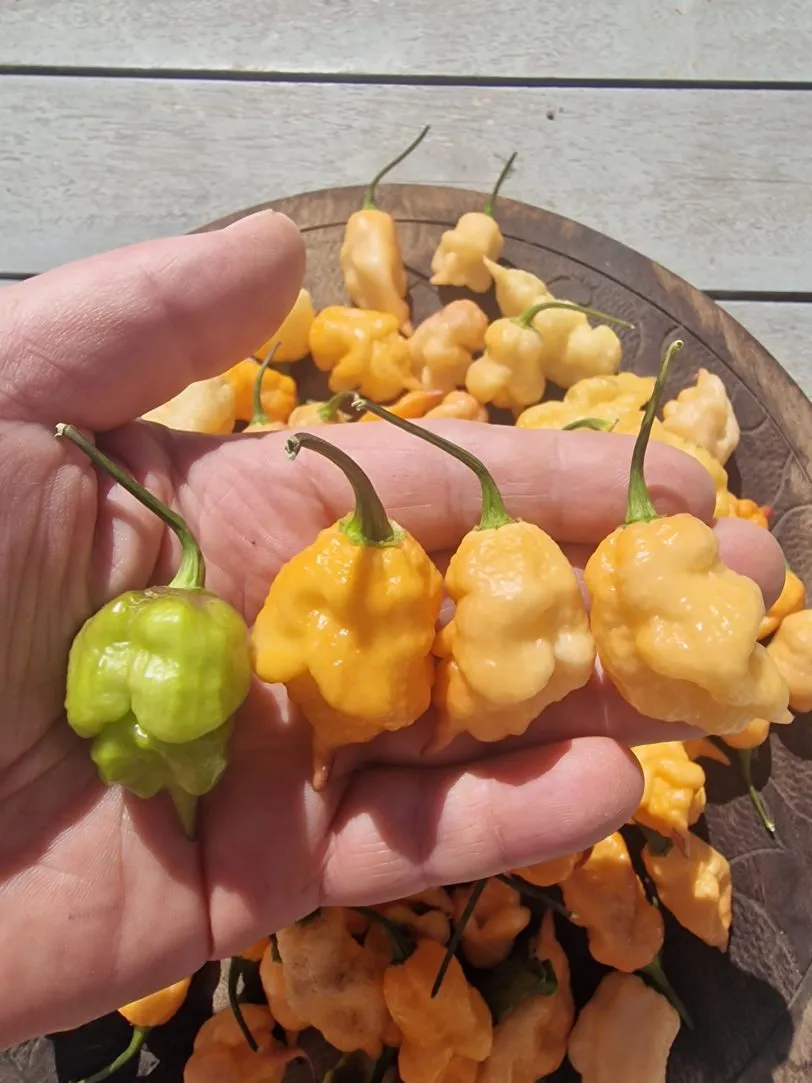 Ganzo Peach Chilli Seeds - Image 3
