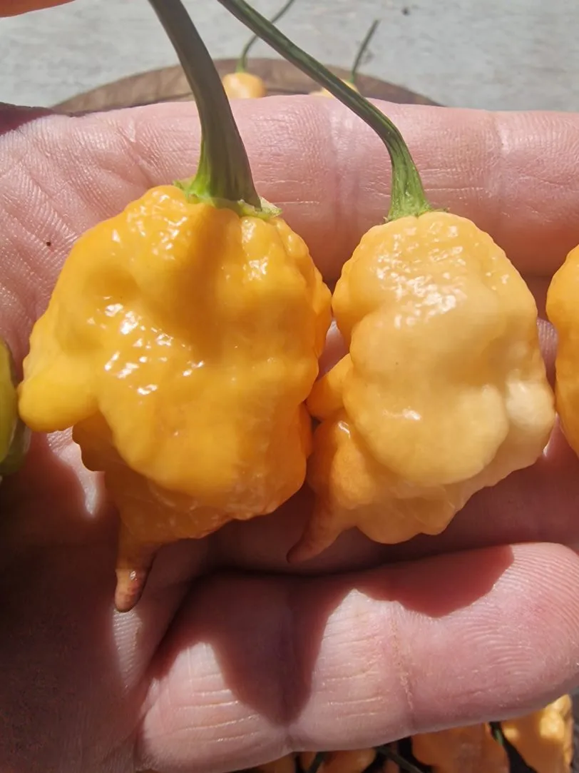 Ganzo Peach Chilli Seeds - Image 2
