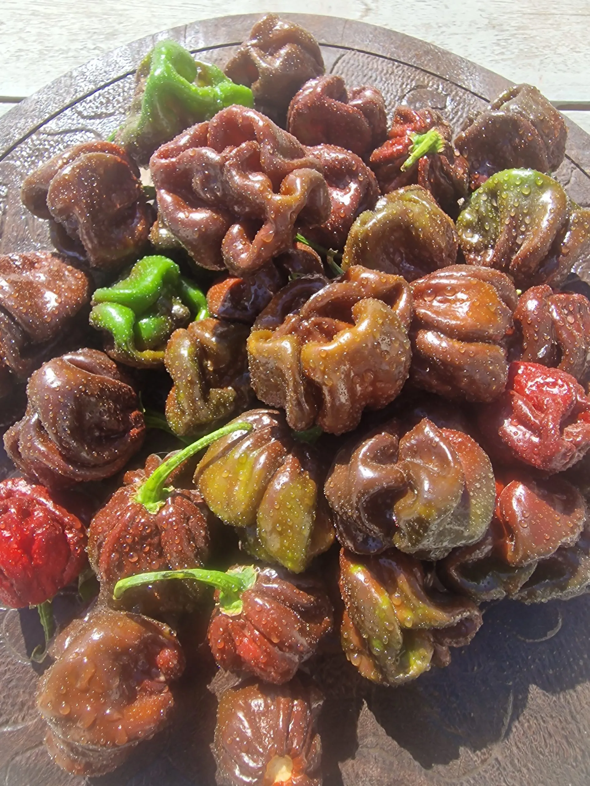 Scotch Bonnet Chocolate Chilli Seeds - Image 7