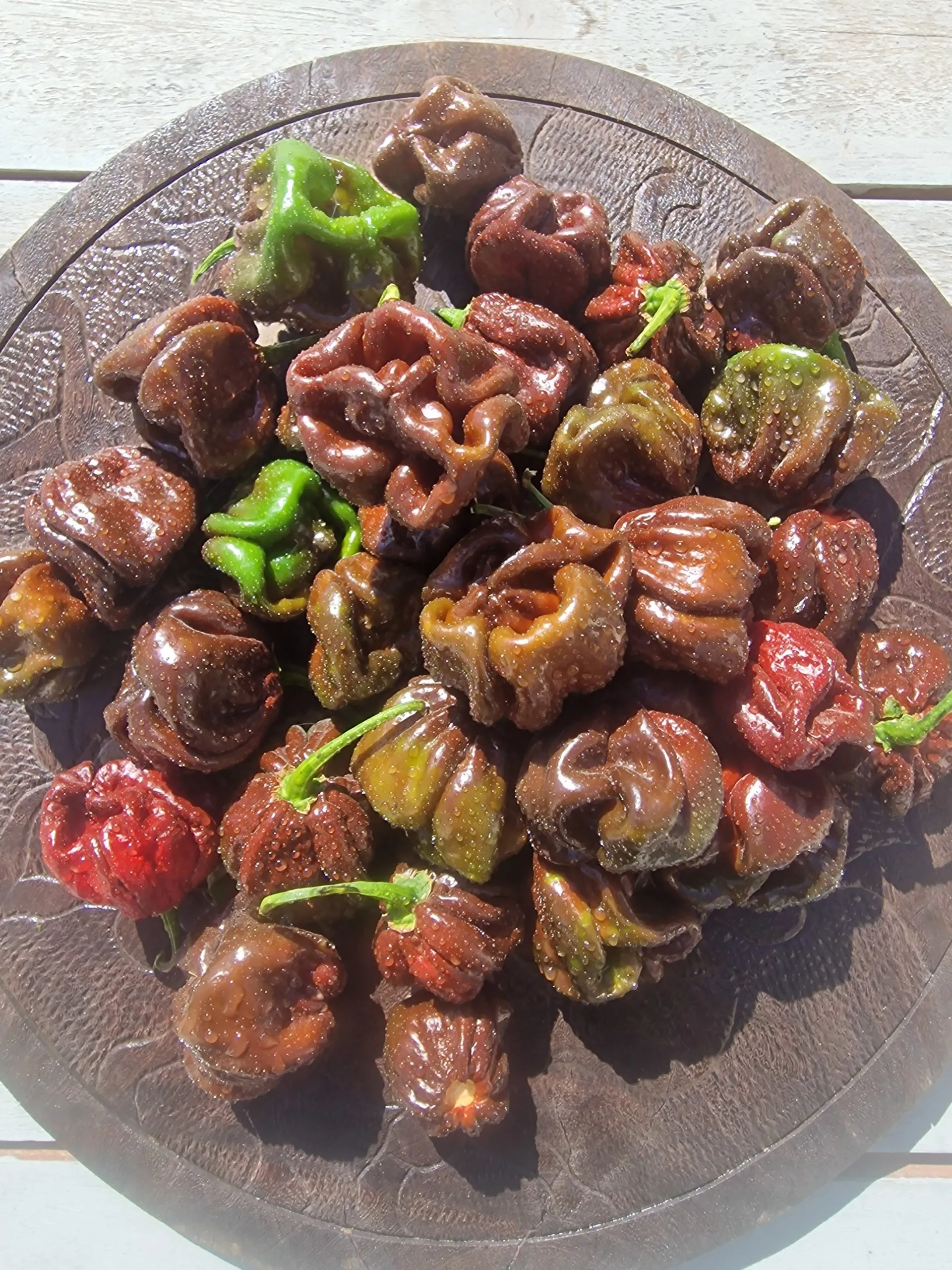 Scotch Bonnet Chocolate Chilli Seeds - Image 5