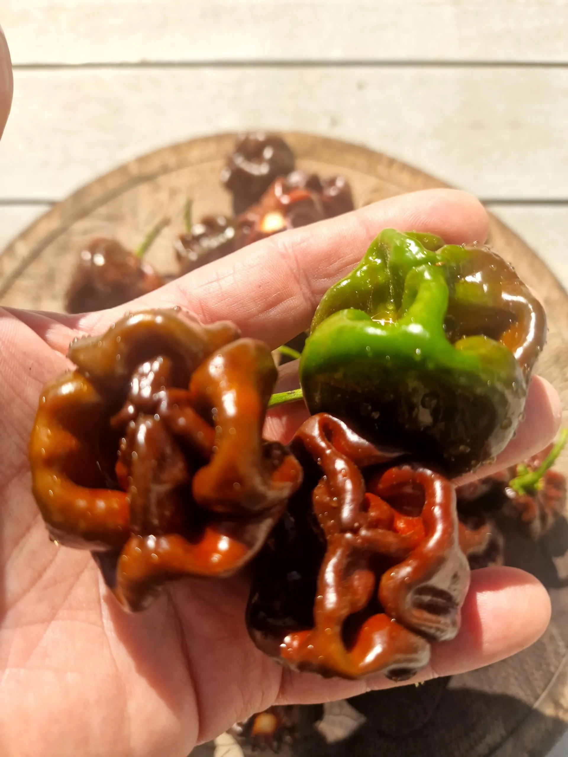 Scotch Bonnet Chocolate Chilli Seeds - Image 4