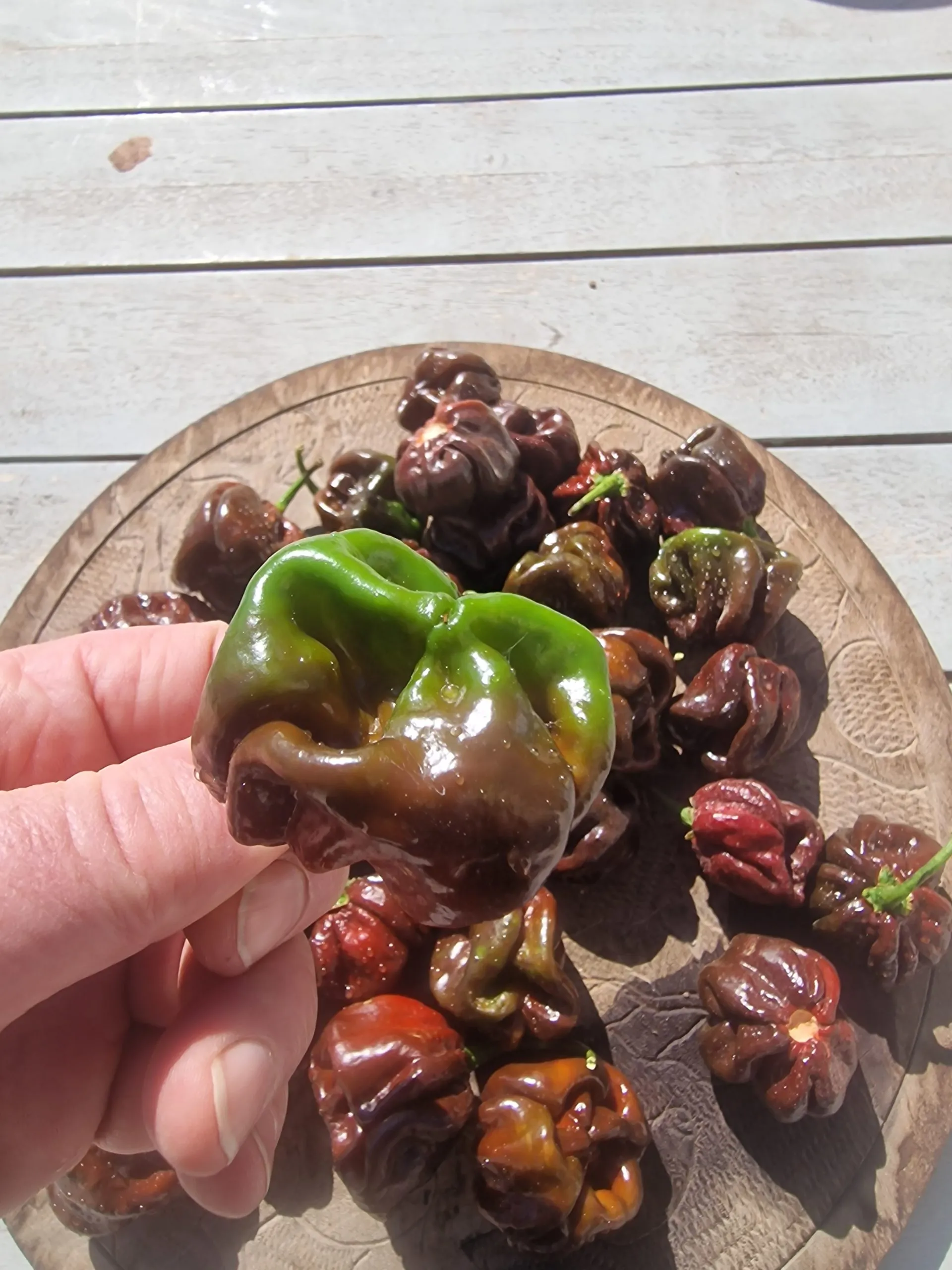 Scotch Bonnet Chocolate Chilli Seeds - Image 3