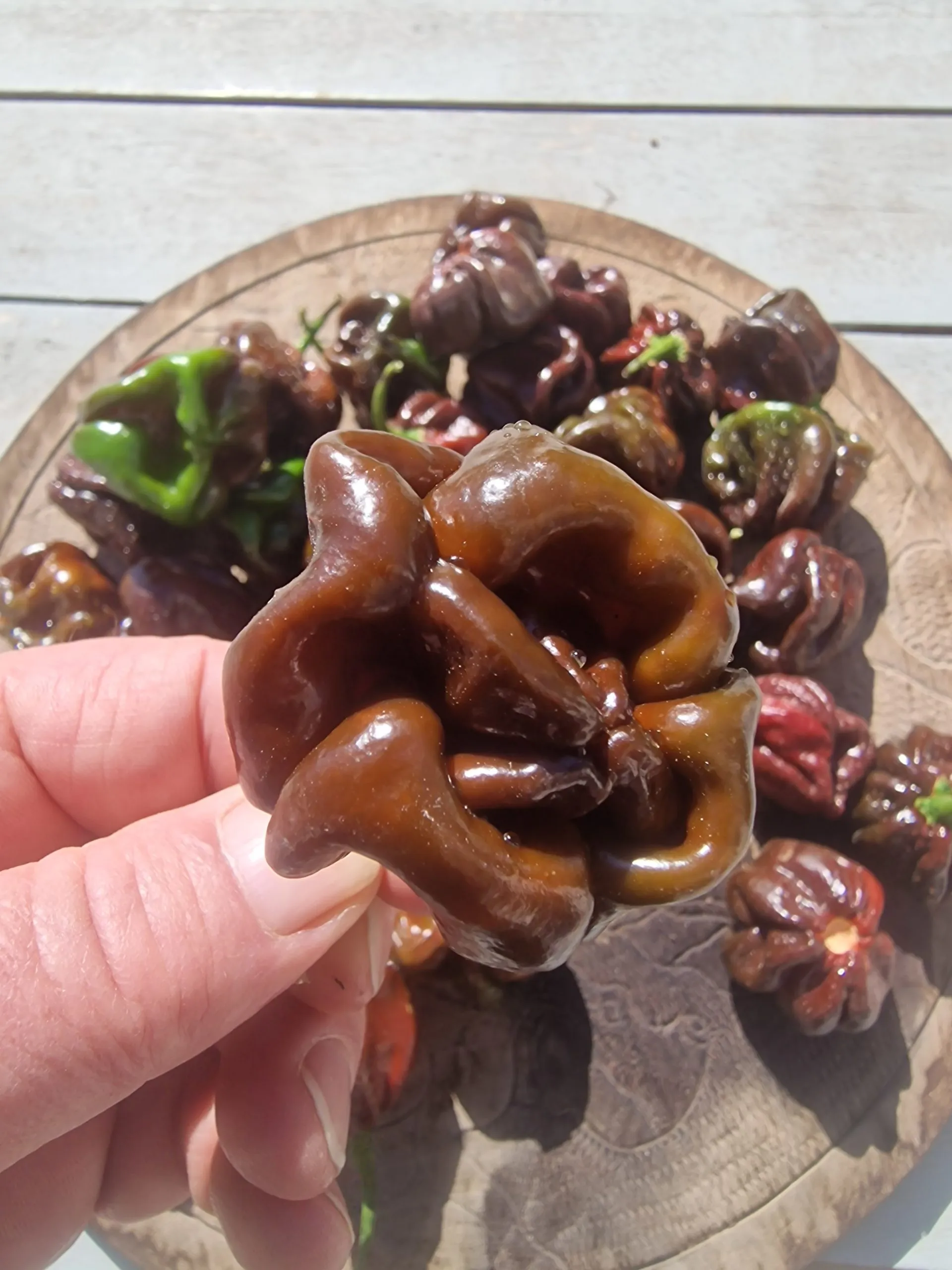 Scotch Bonnet Chocolate Chilli Seeds - Image 2