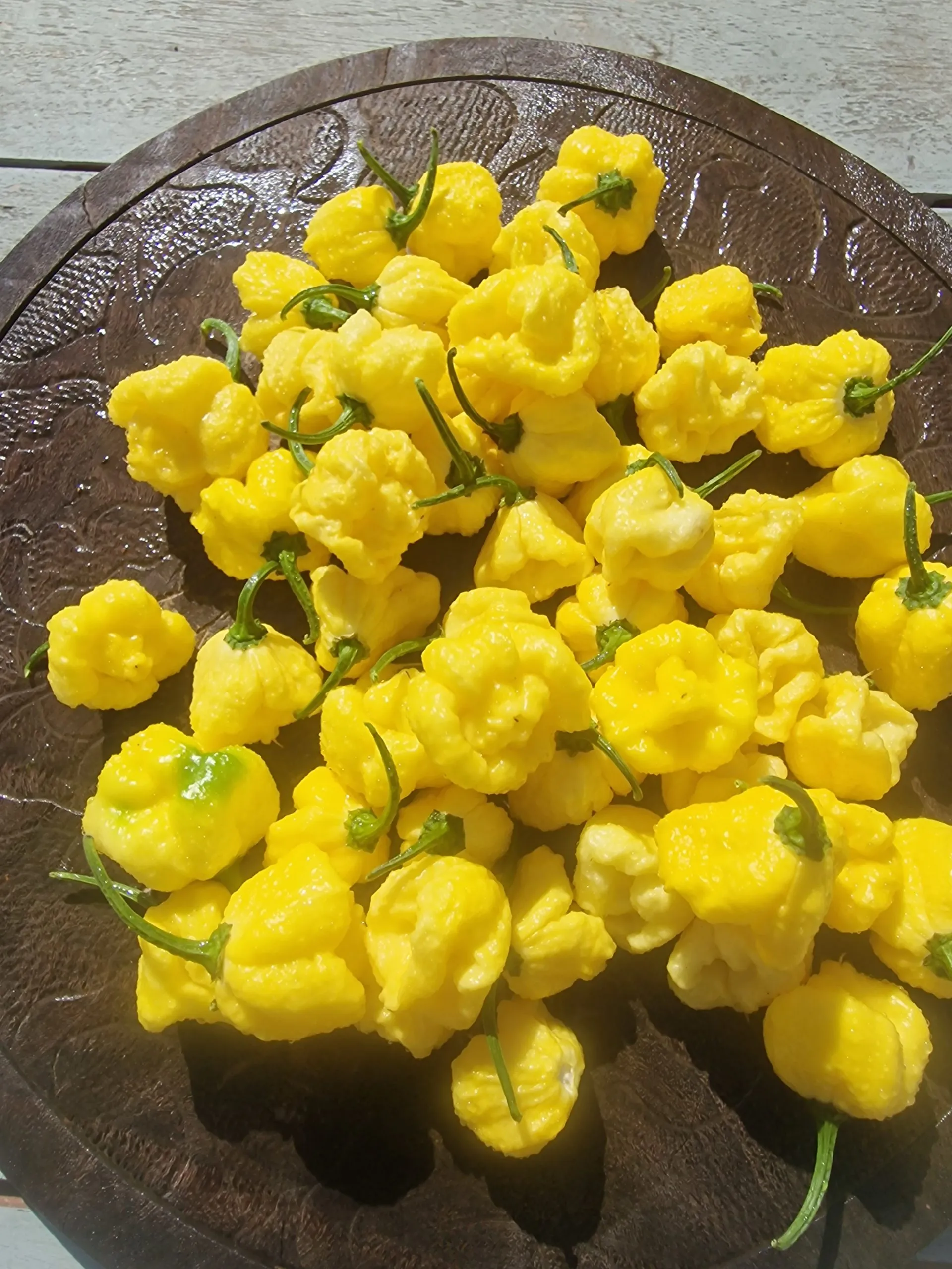 Creamo B.O.C. X Primo Chilli Seeds - Image 3