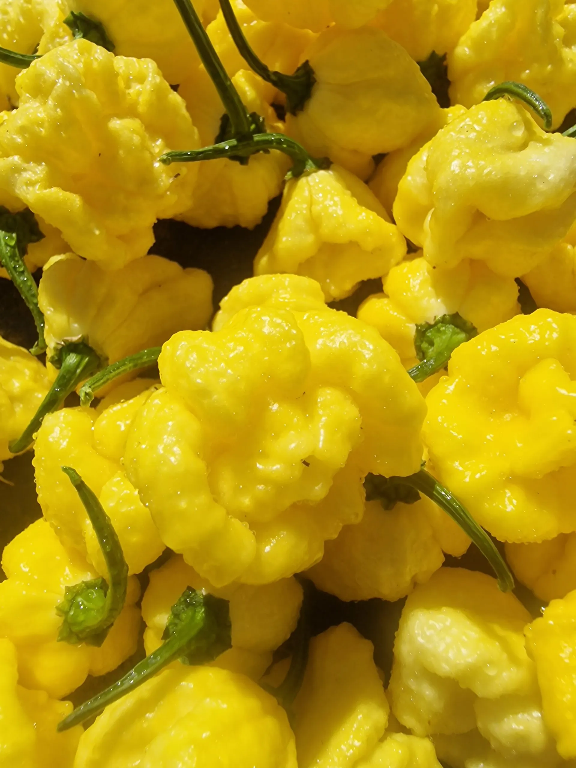 Creamo B.O.C. X Primo Chilli Seeds - Image 2