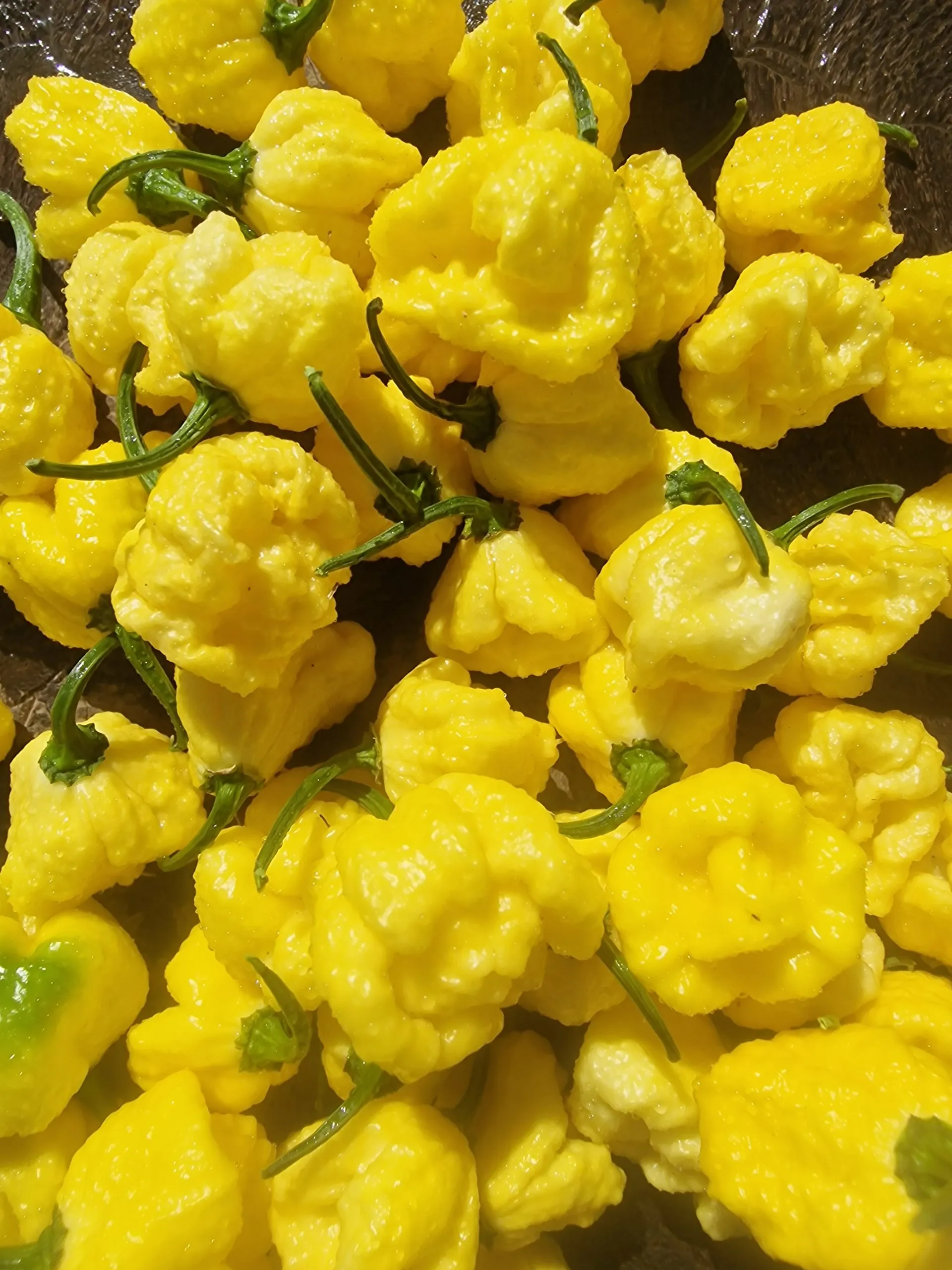 Creamo B.O.C. X Primo Chilli Seeds - Image 5