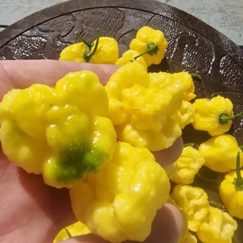 Creamo B.O.C. X Primo Chilli Seeds