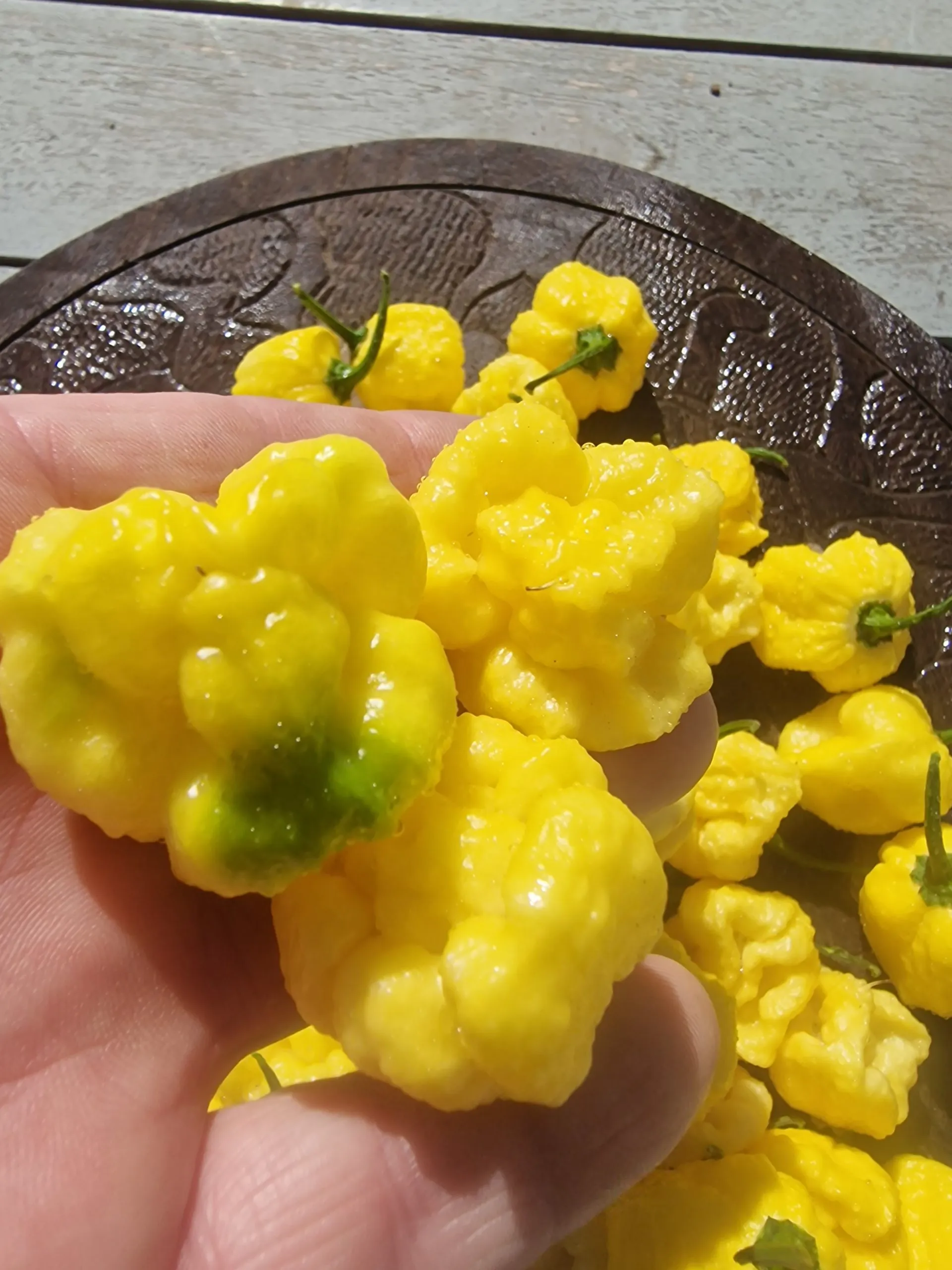 Creamo B.O.C. X Primo Chilli Seeds