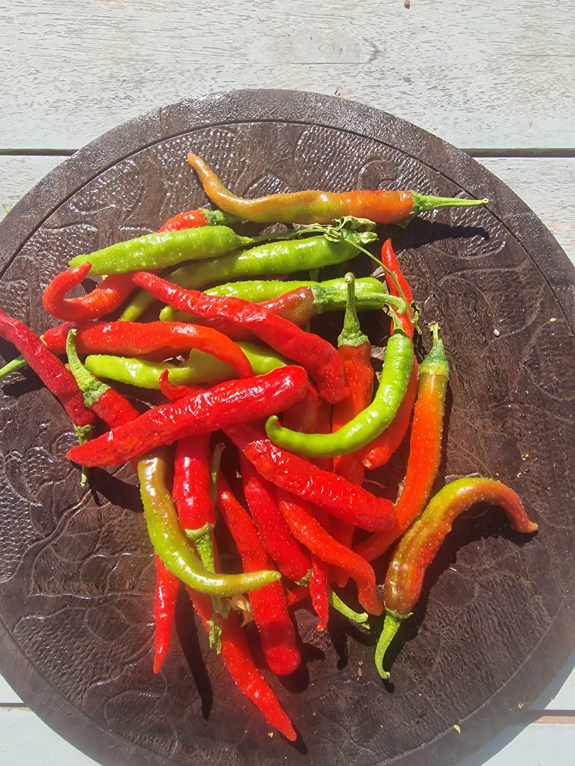 Fushimi Sweet Pepper Chilli Seeds - Image 4