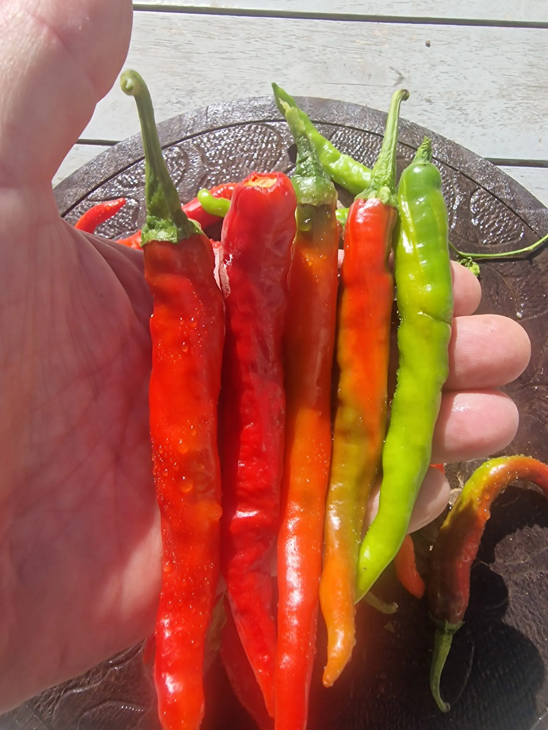Fushimi Sweet Pepper Chilli Seeds - Image 5