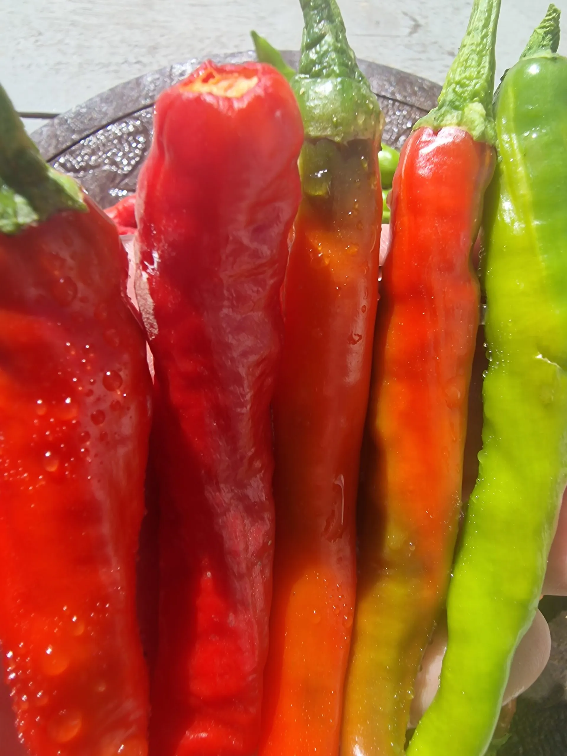 Fushimi Sweet Pepper Chilli Seeds - Image 3