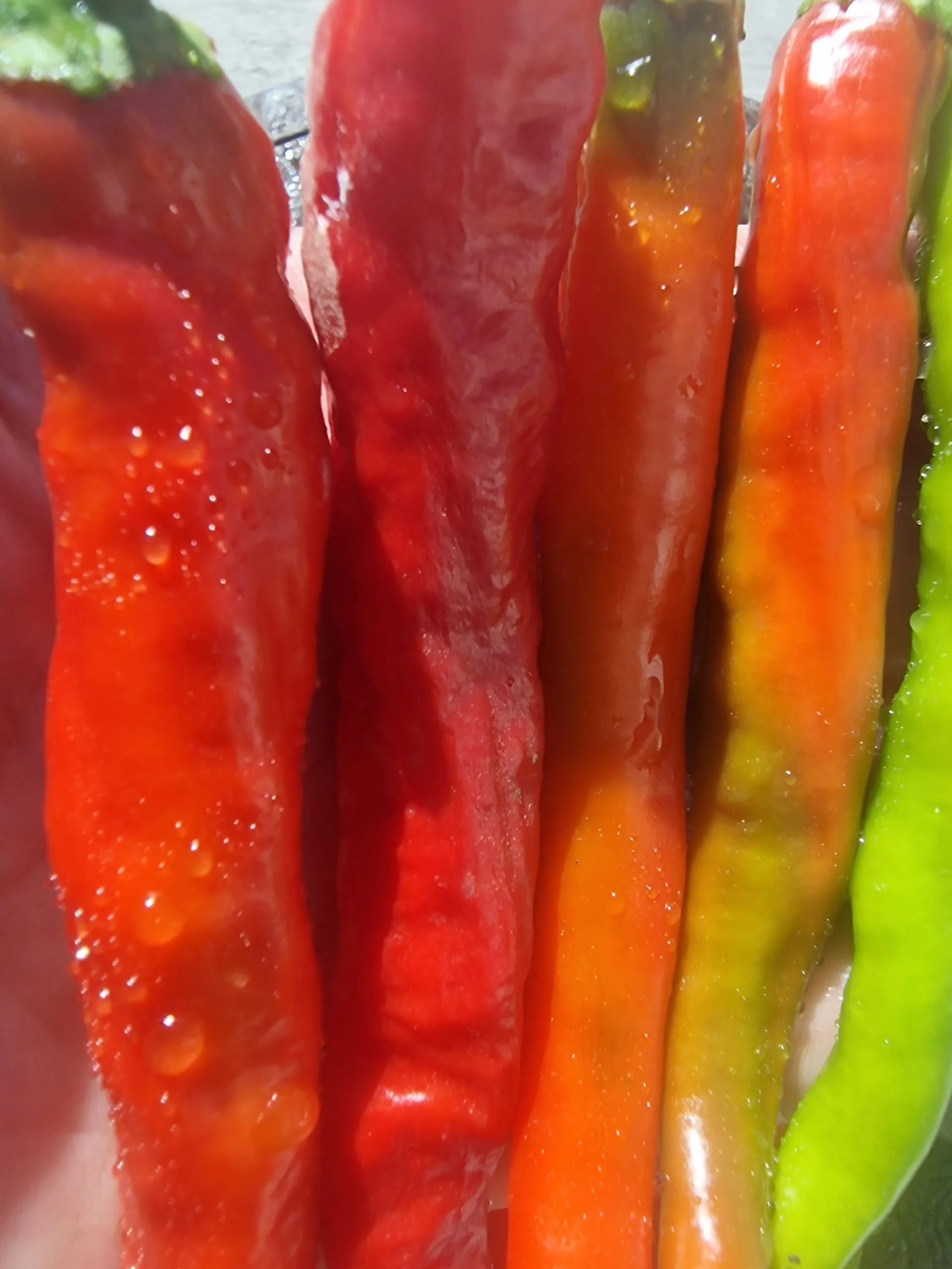 Fushimi Sweet Pepper Chilli Seeds - Image 2