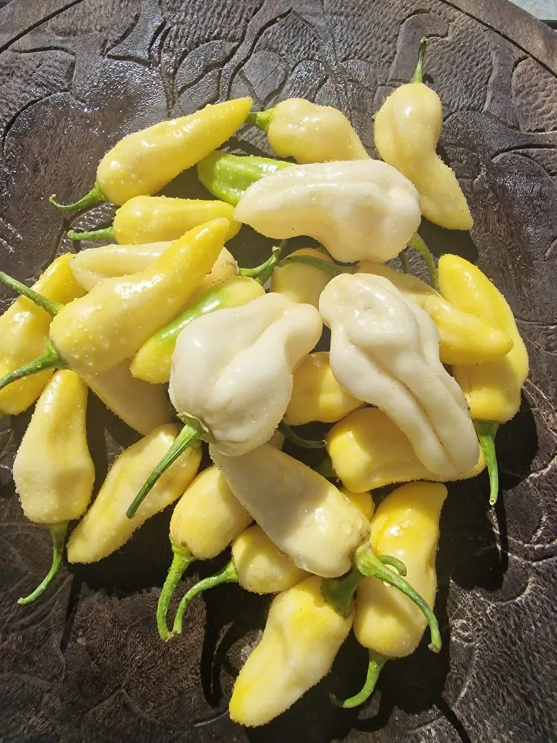 Habalokia White Chilli Seeds - Image 3