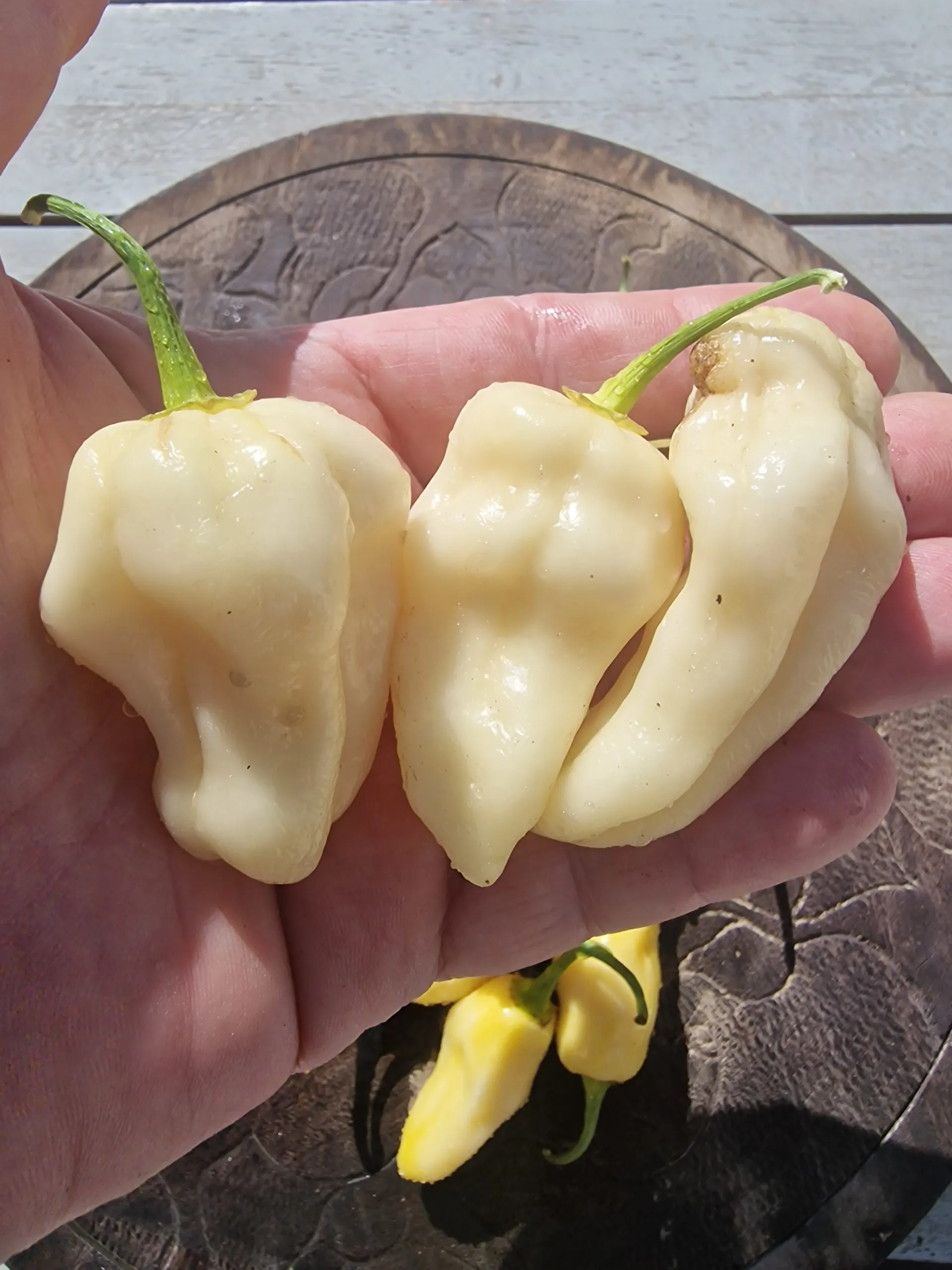 Habalokia White Chilli Seeds - Image 4