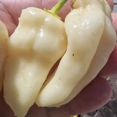 Habalokia Chilli Seeds
