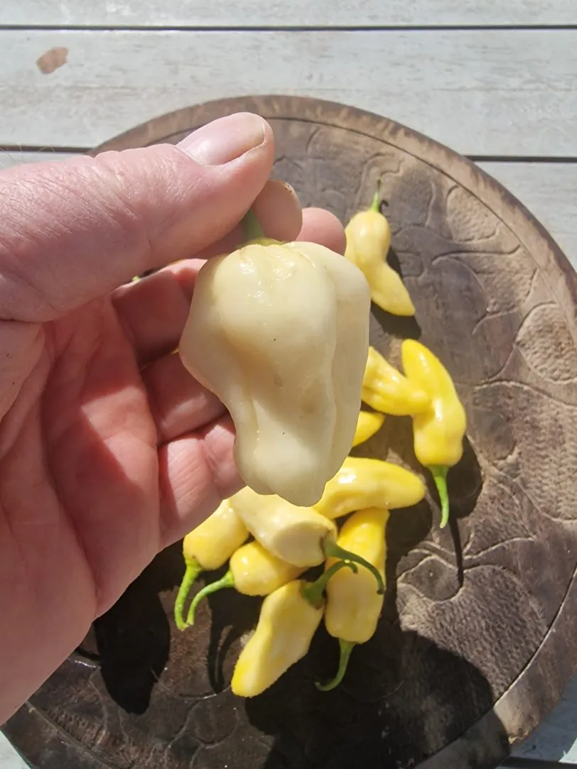 Habalokia White Chilli Seeds - Image 5