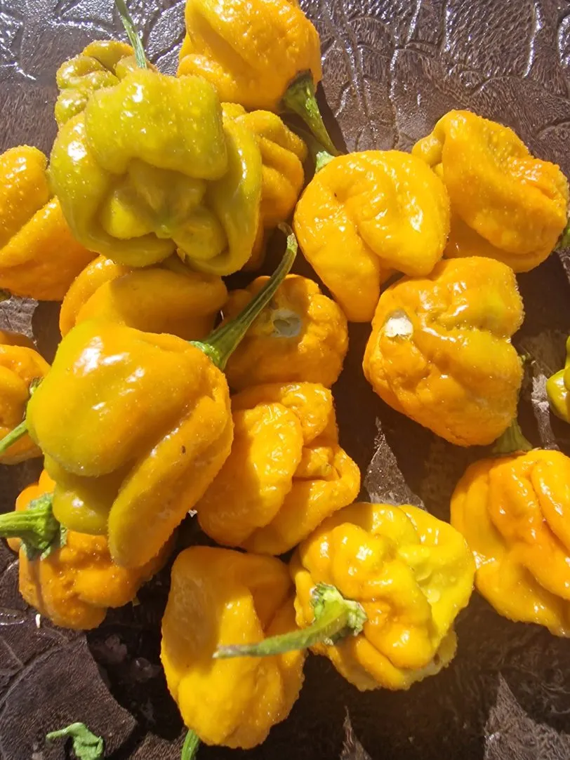 Moruga Golden Chilli Seeds - Image 5
