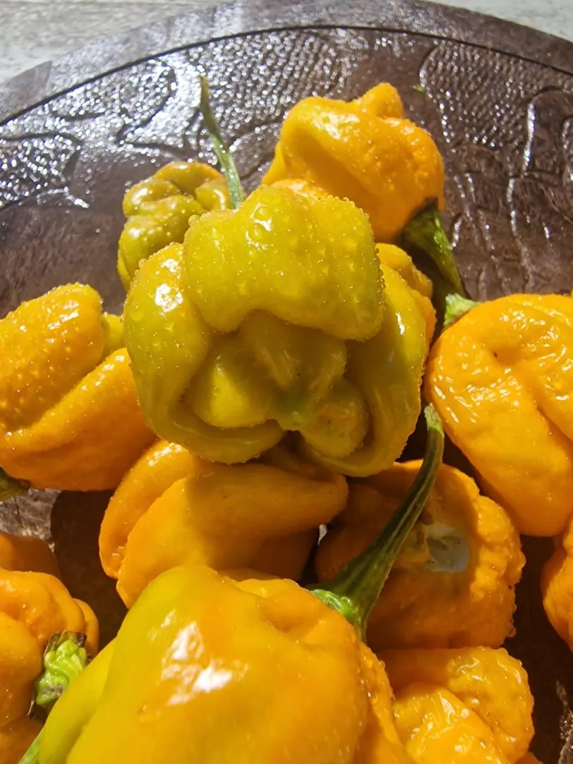 Moruga Golden Chilli Seeds - Image 4