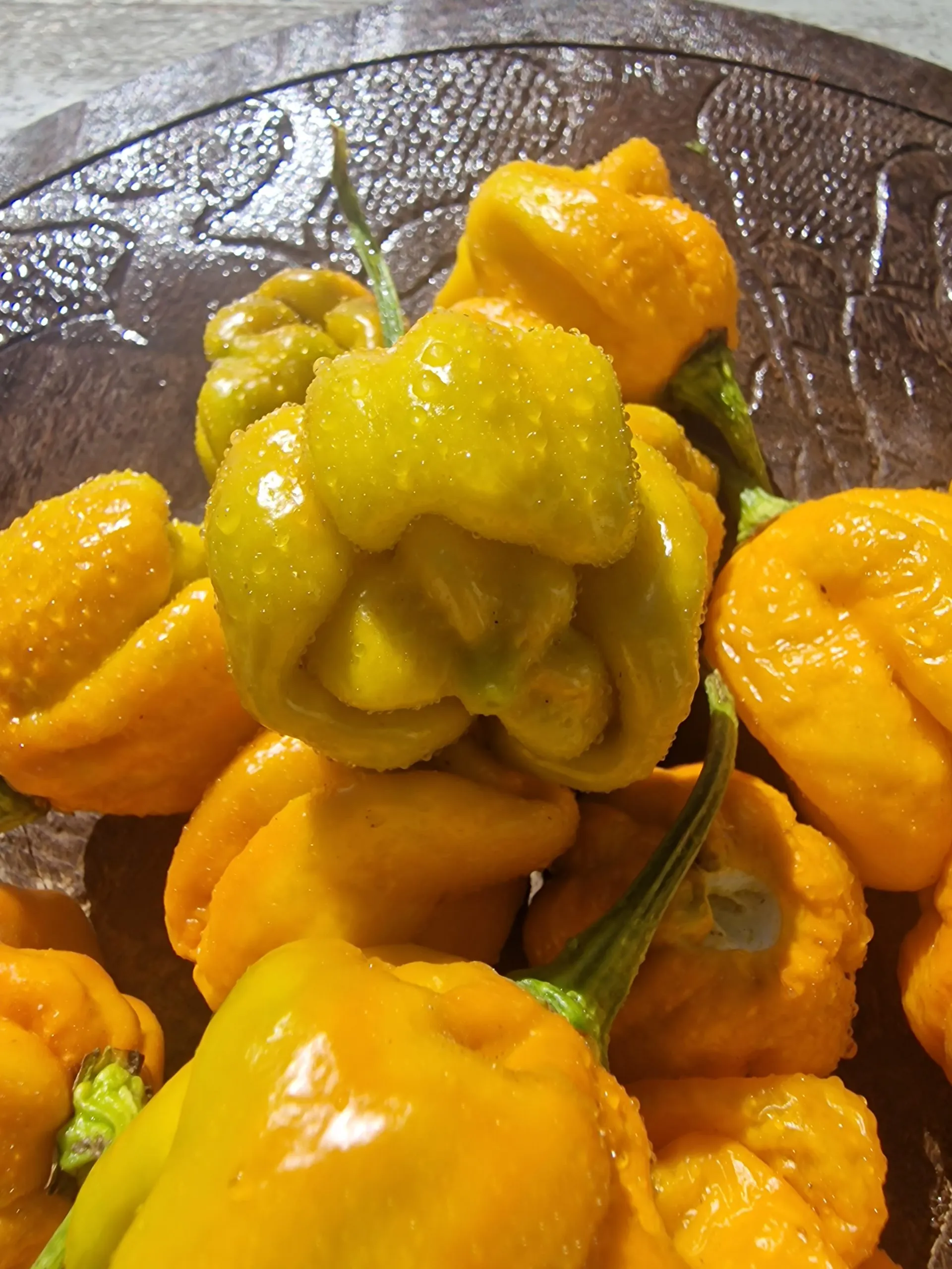 Moruga Golden Chilli Seeds - Image 4