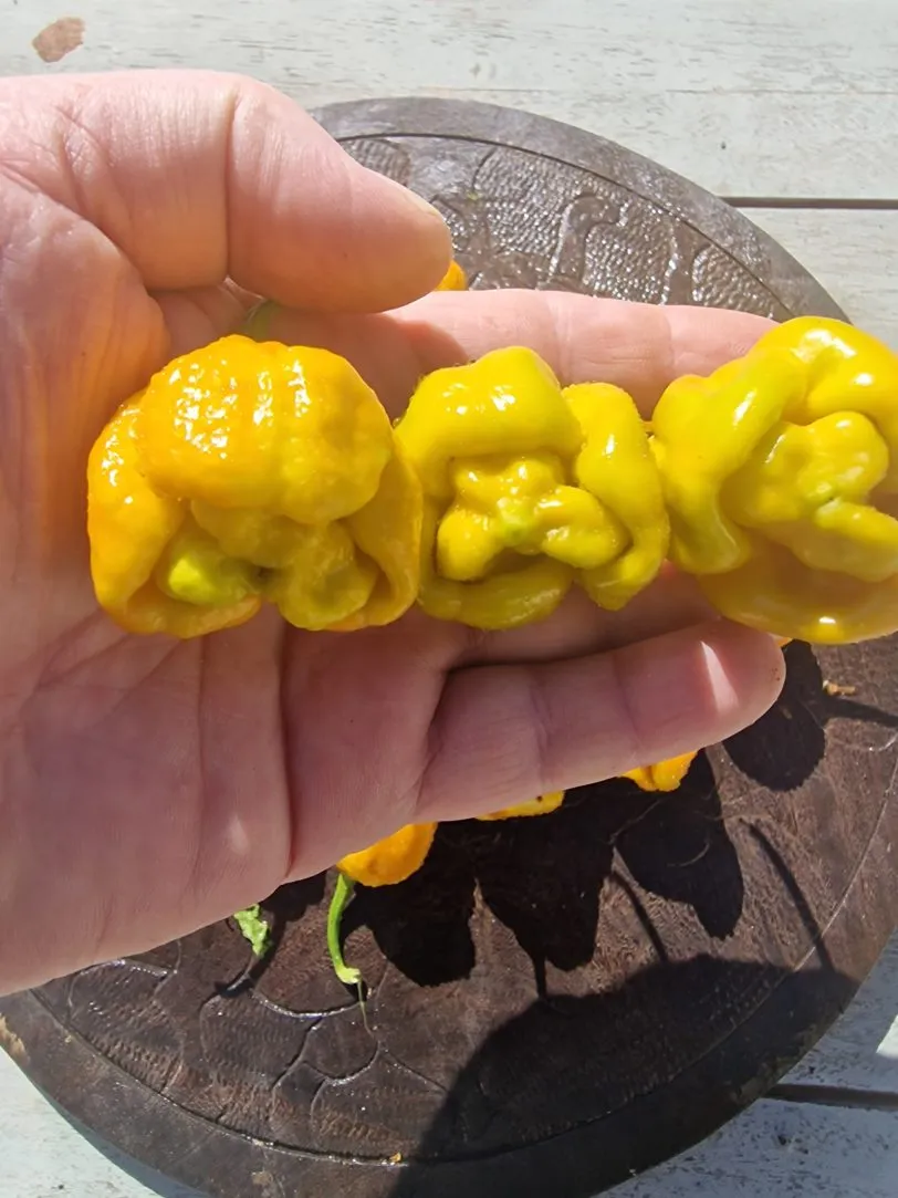 Moruga Golden Chilli Seeds - Image 3