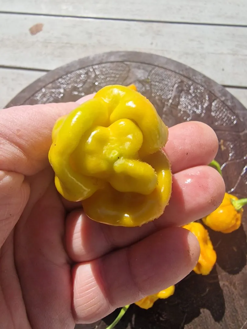 Moruga Golden Chilli Seeds - Image 2