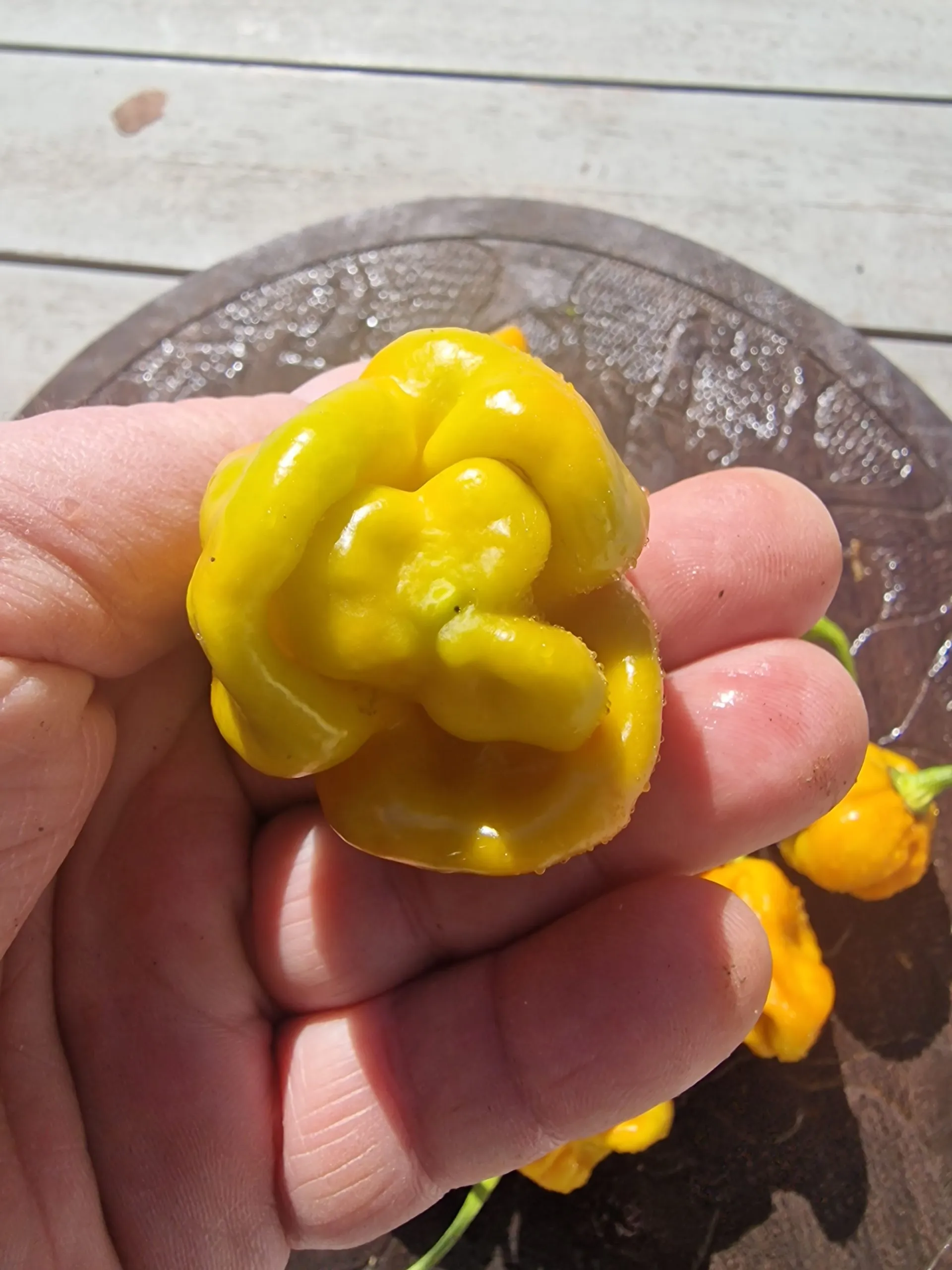 Moruga Golden Chilli Seeds - Image 2