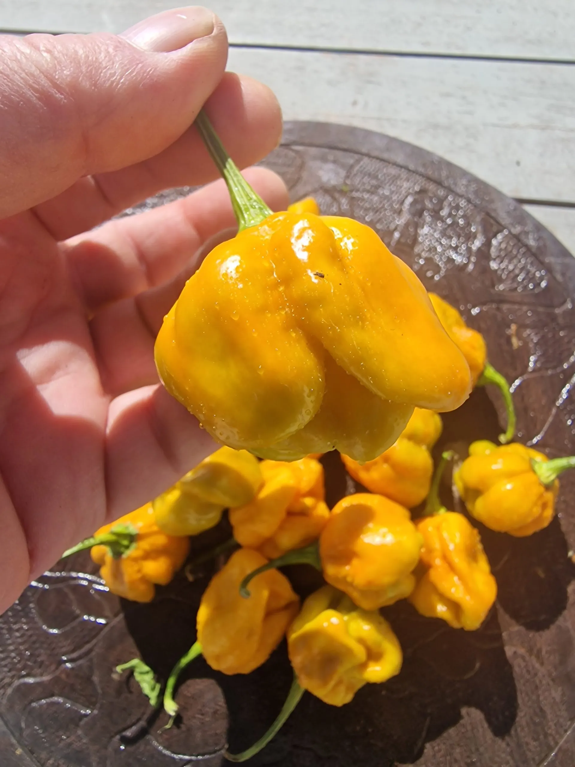 Moruga Golden Chilli Seeds - Image 6