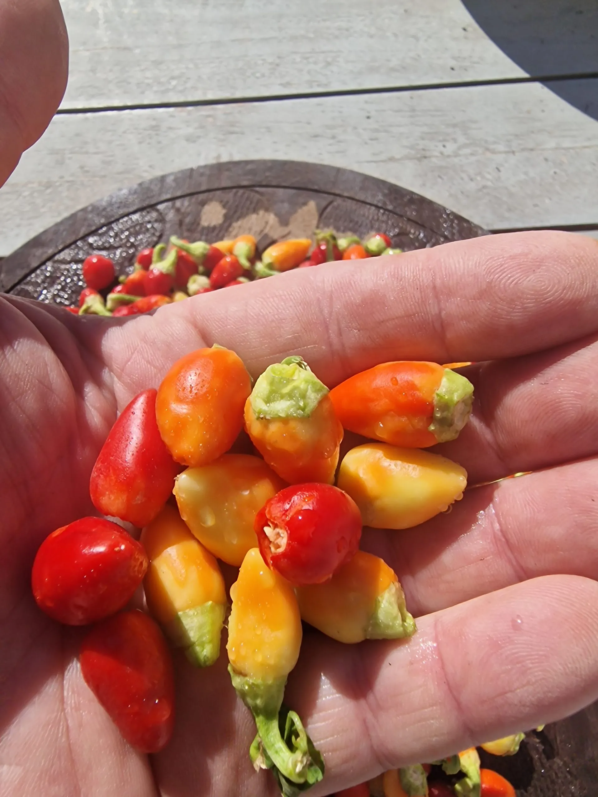 Rosemary Pepper Chilli Seeds - Image 4