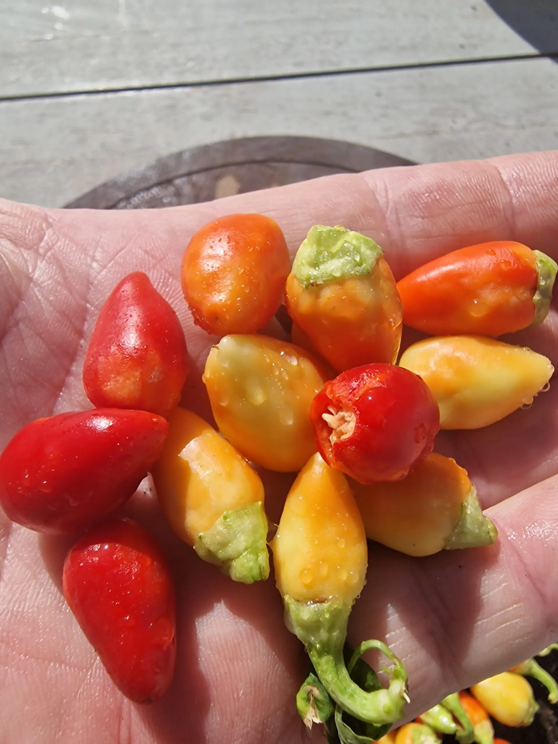 Rosemary Pepper Chilli Seeds - Image 3