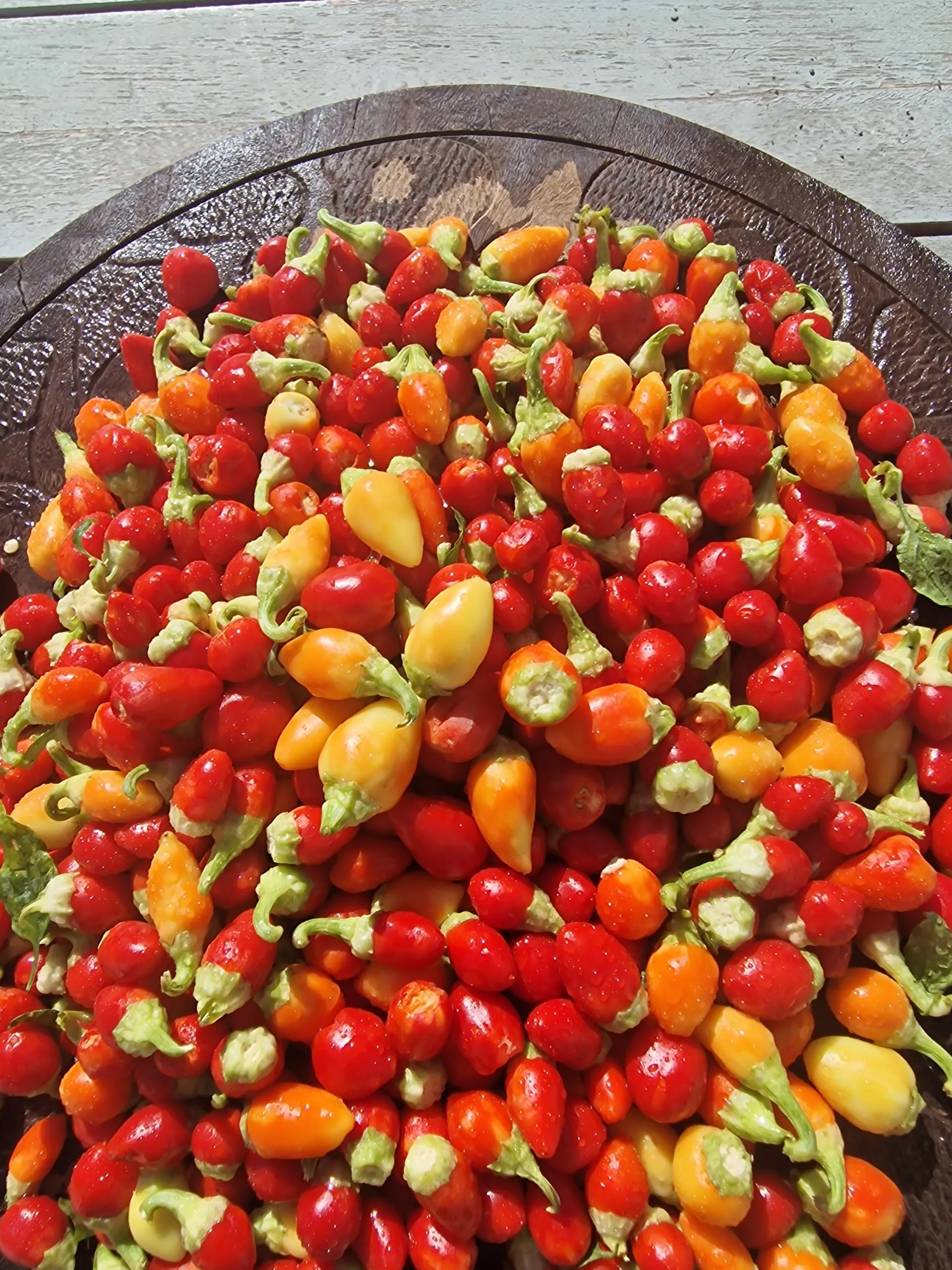 Rosemary Pepper Chilli Seeds - Image 2