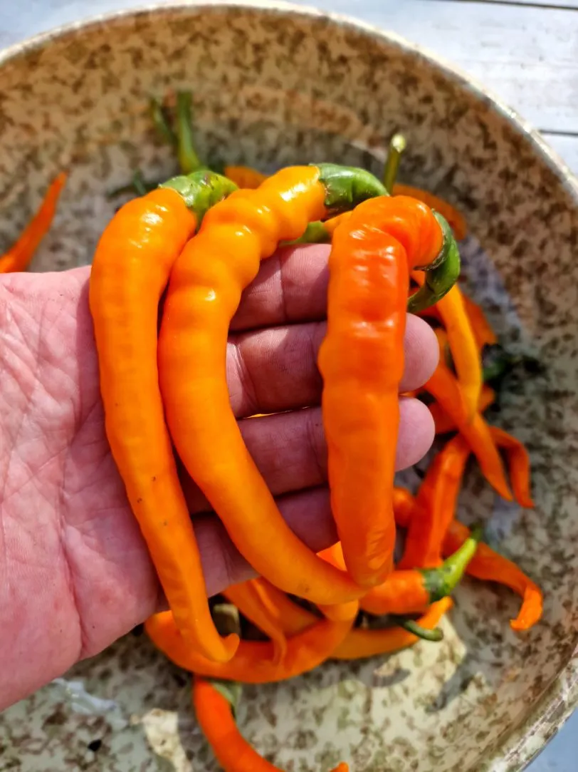 Cayenne Red & Orange Double Pack Chilli Seeds - Image 3
